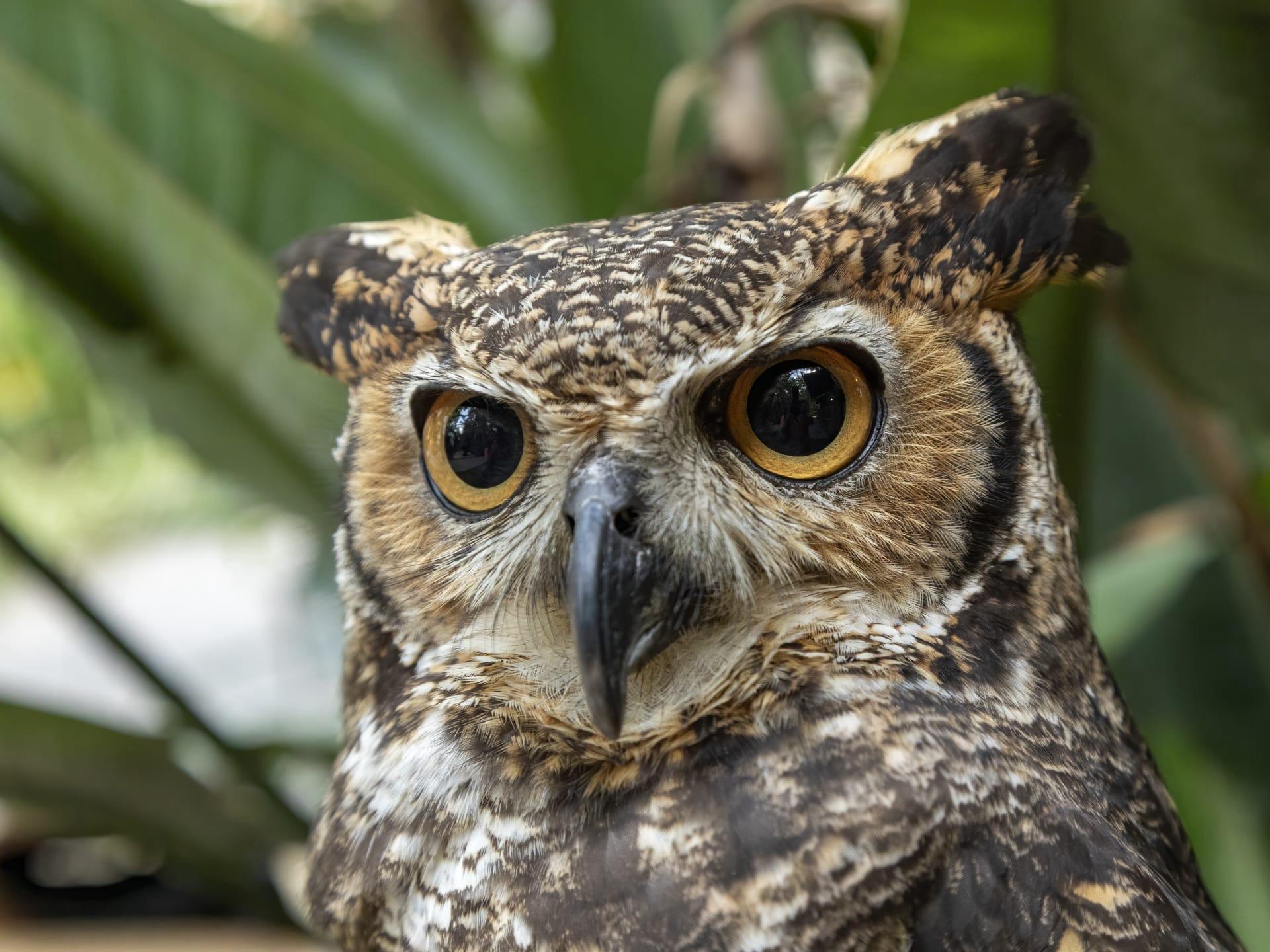 Eagle owl pictures