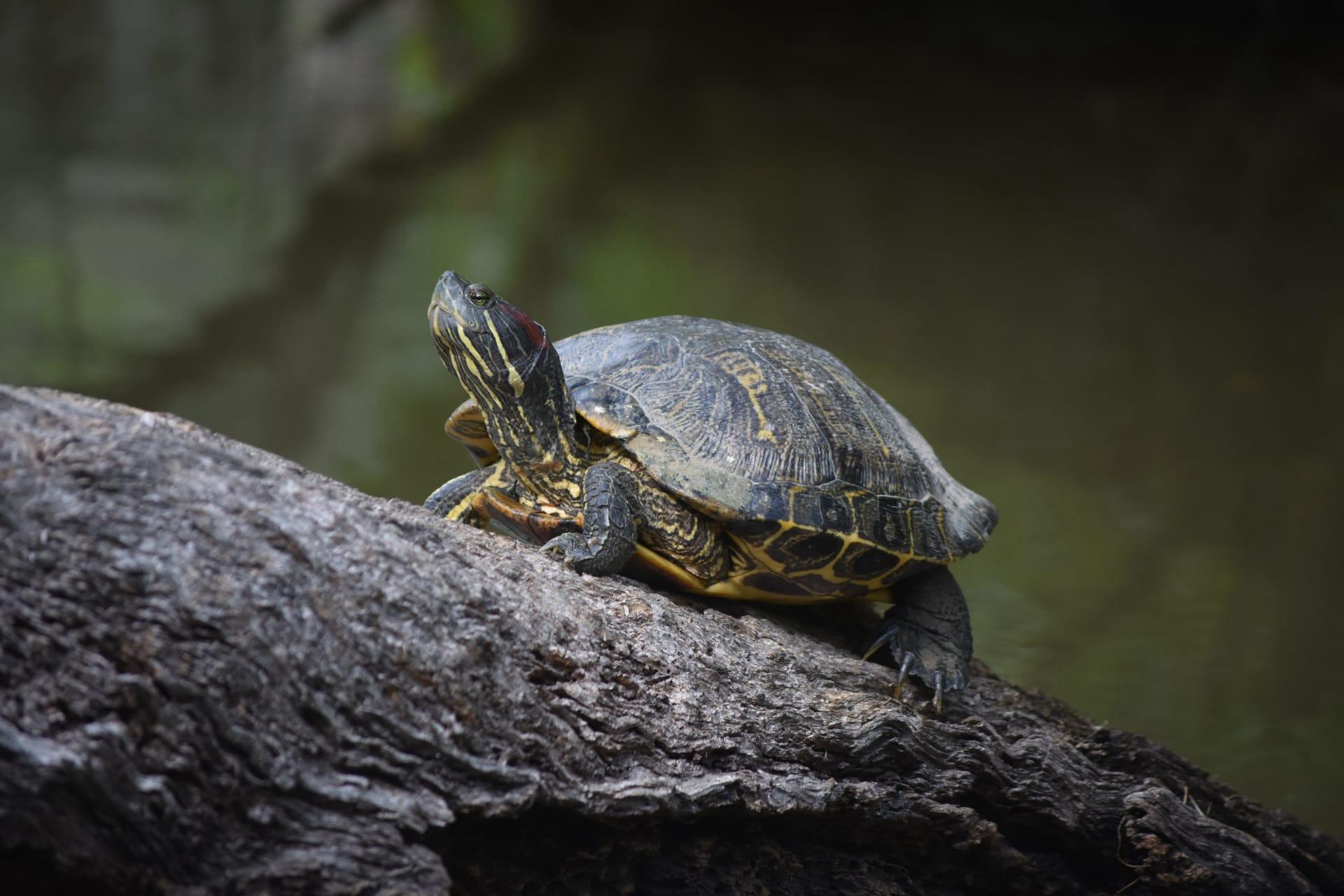 Eastern painted turtle pictures
