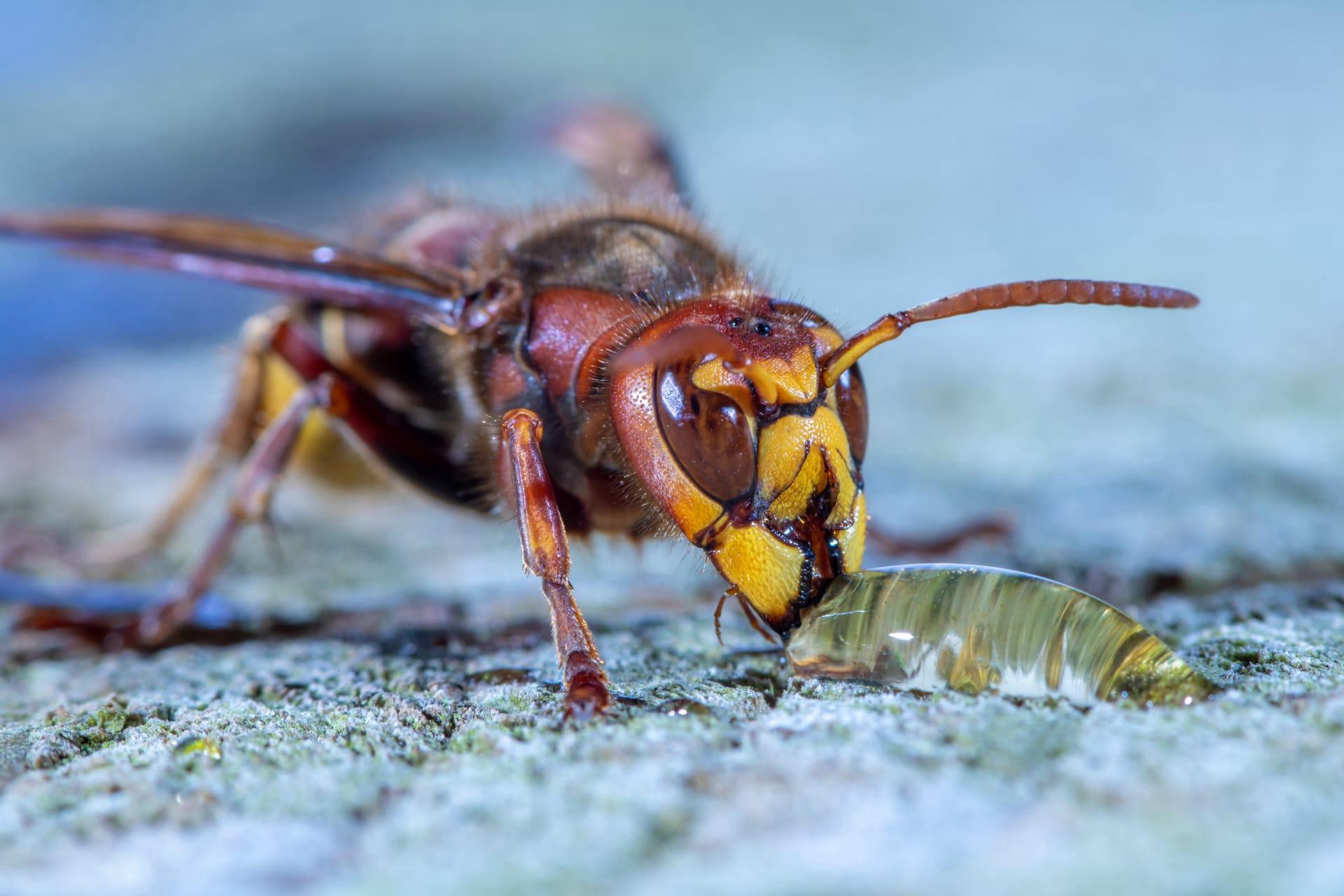 European hornet pictures