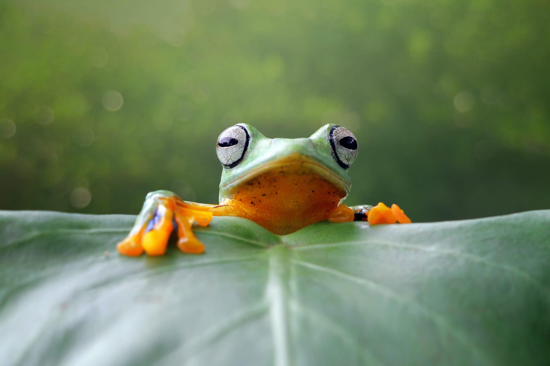 Frog pictures