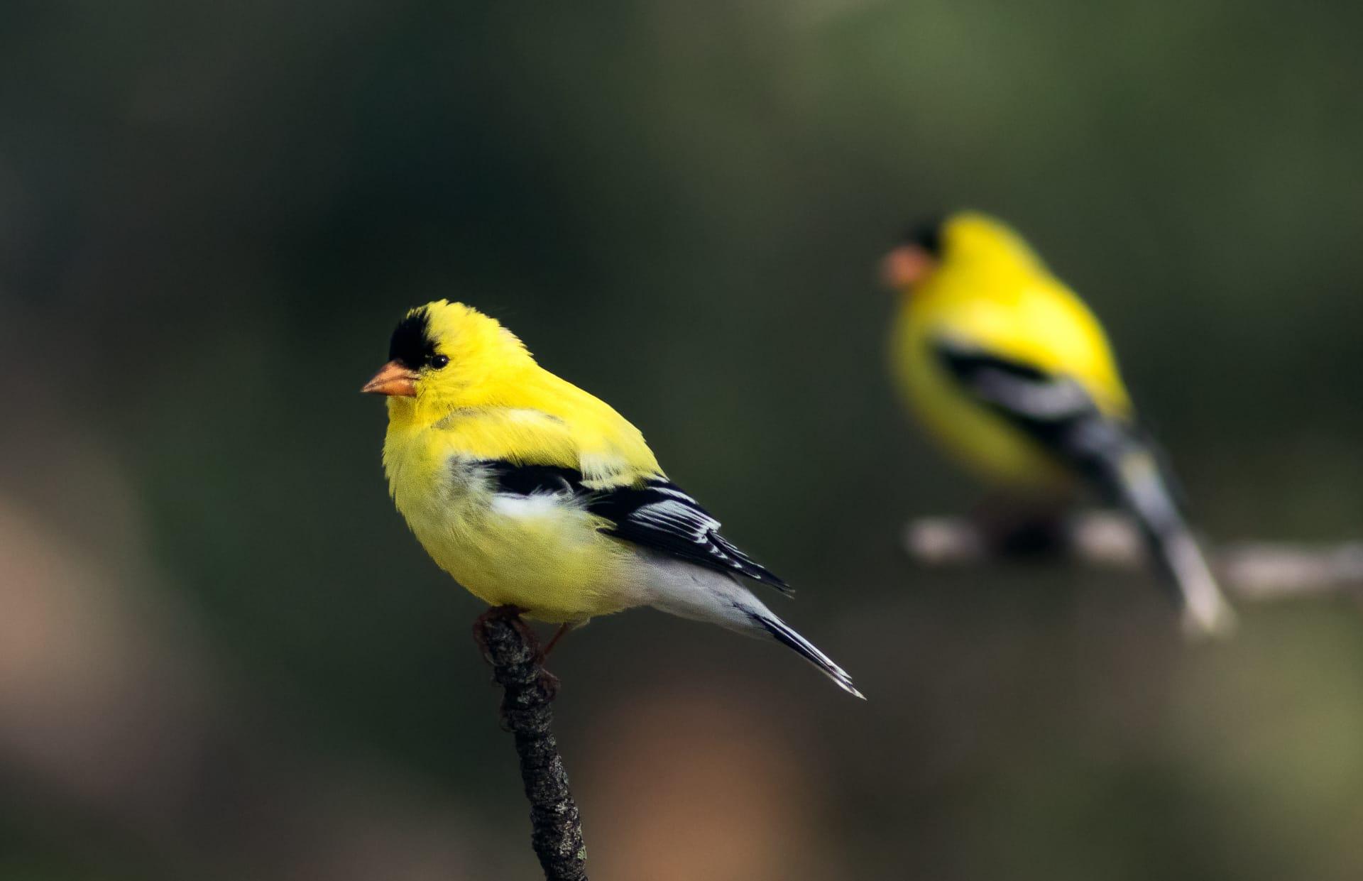 Goldfinch pictures