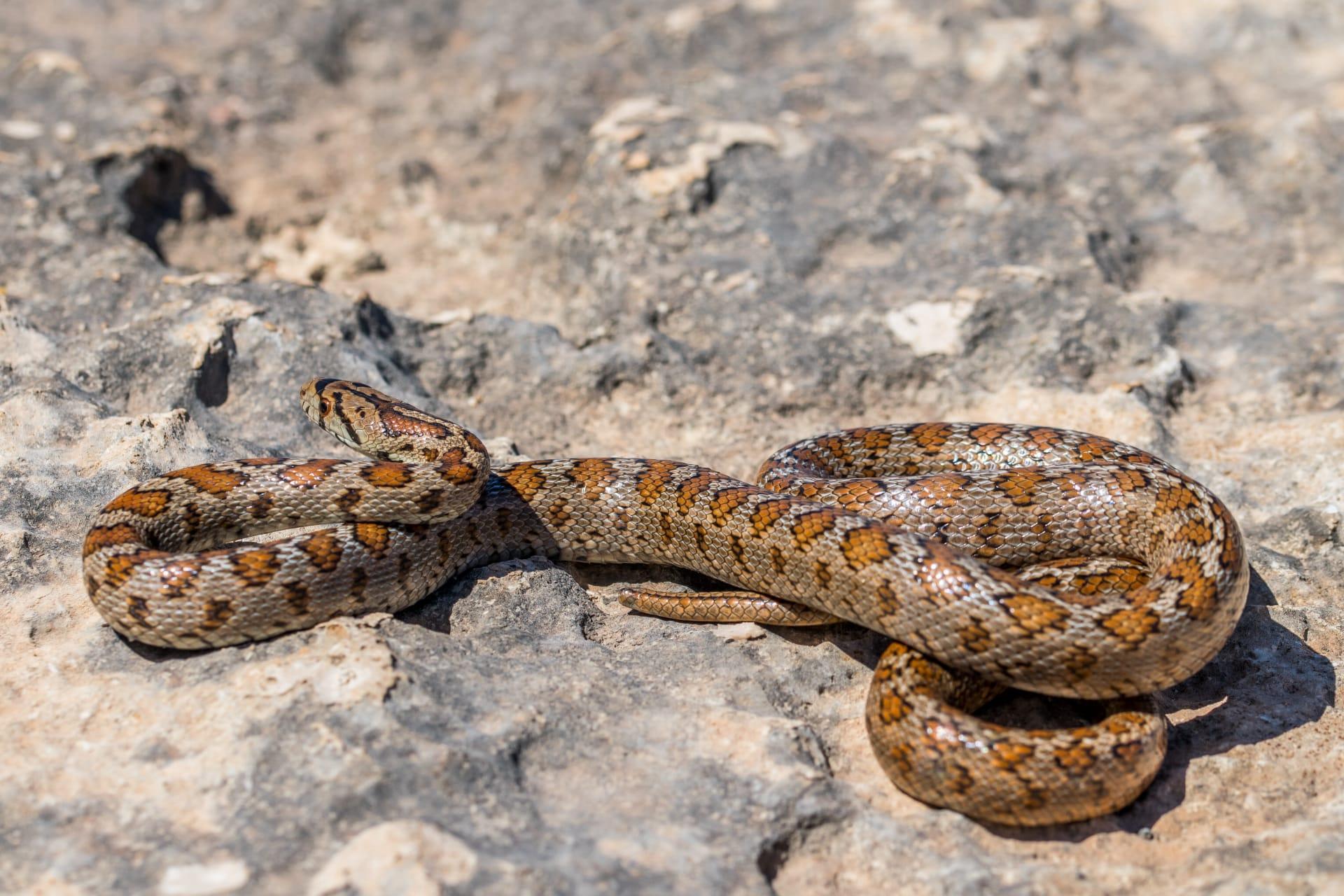 Gopher snake pictures