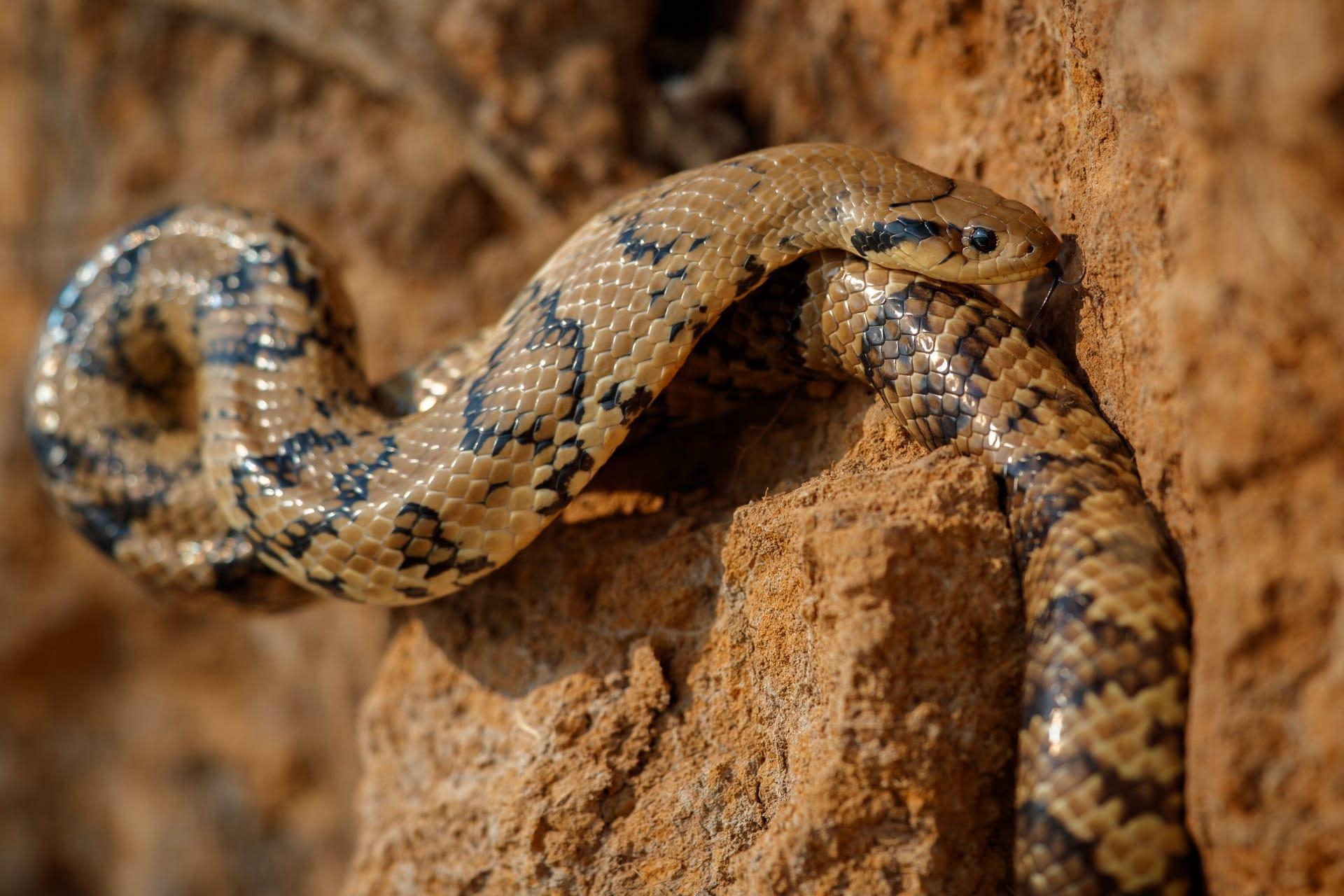 Gopher snake pictures