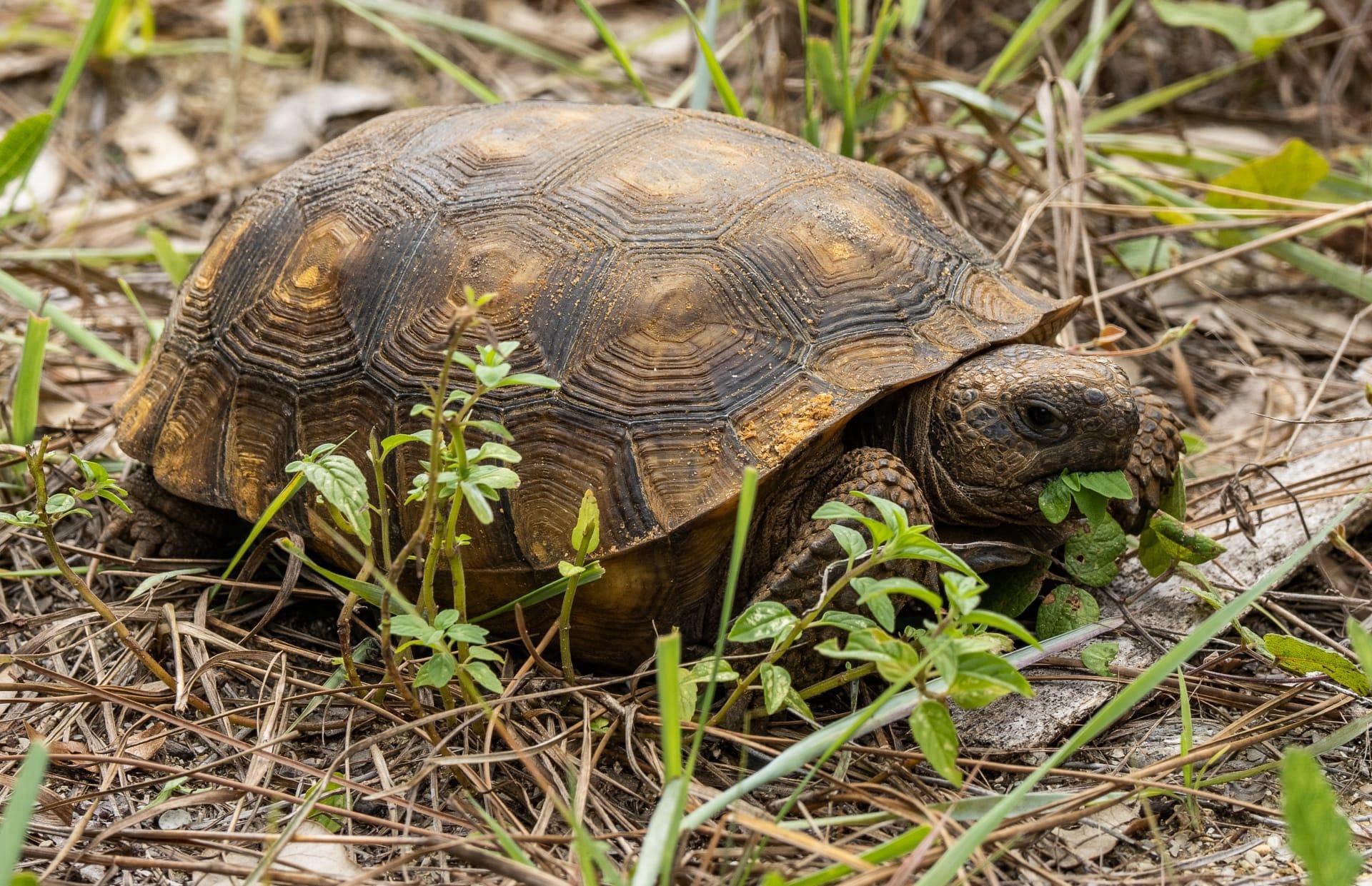 Gopher tortoise pictures