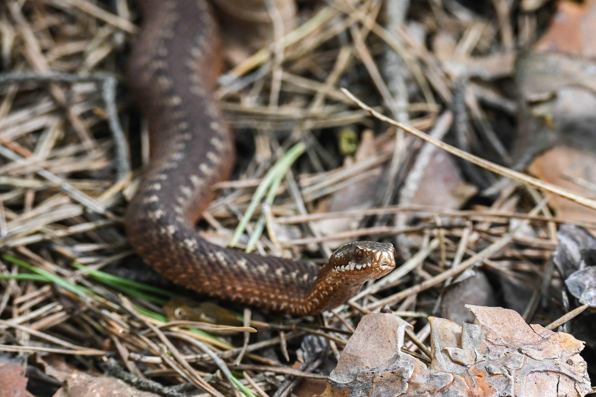 Grass snake pictures