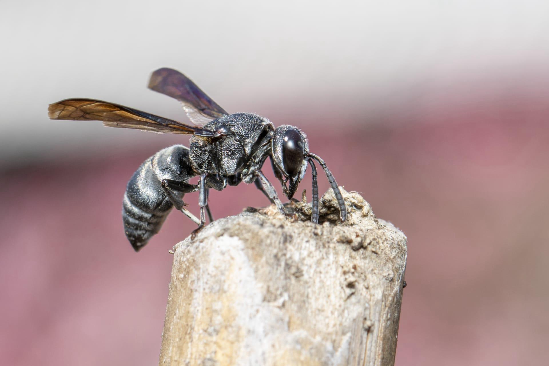Great black wasp pictures