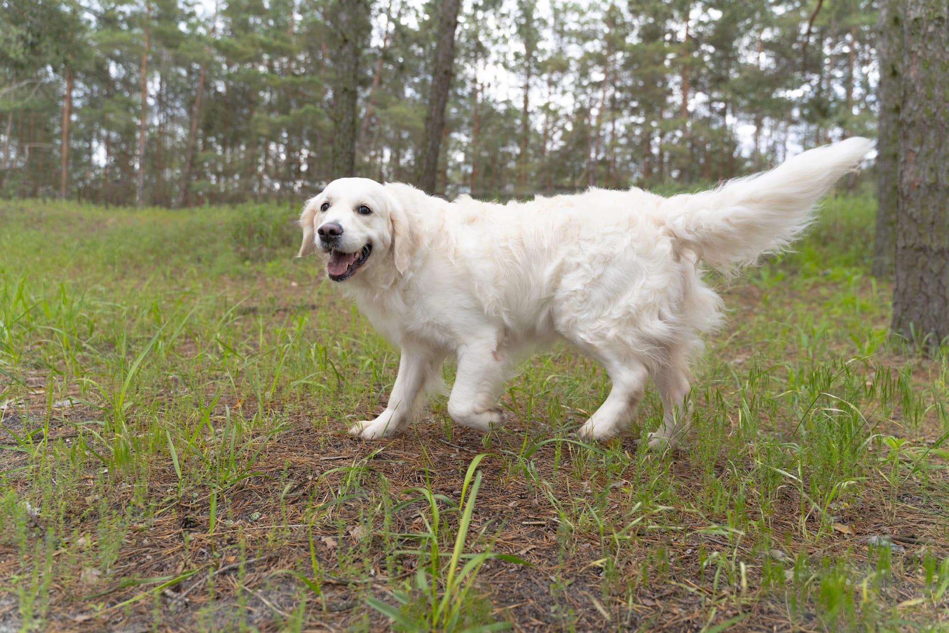 Great pyrenees pictures