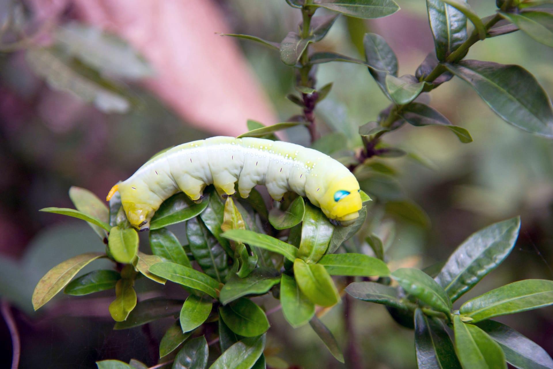 Green caterpillar pictures