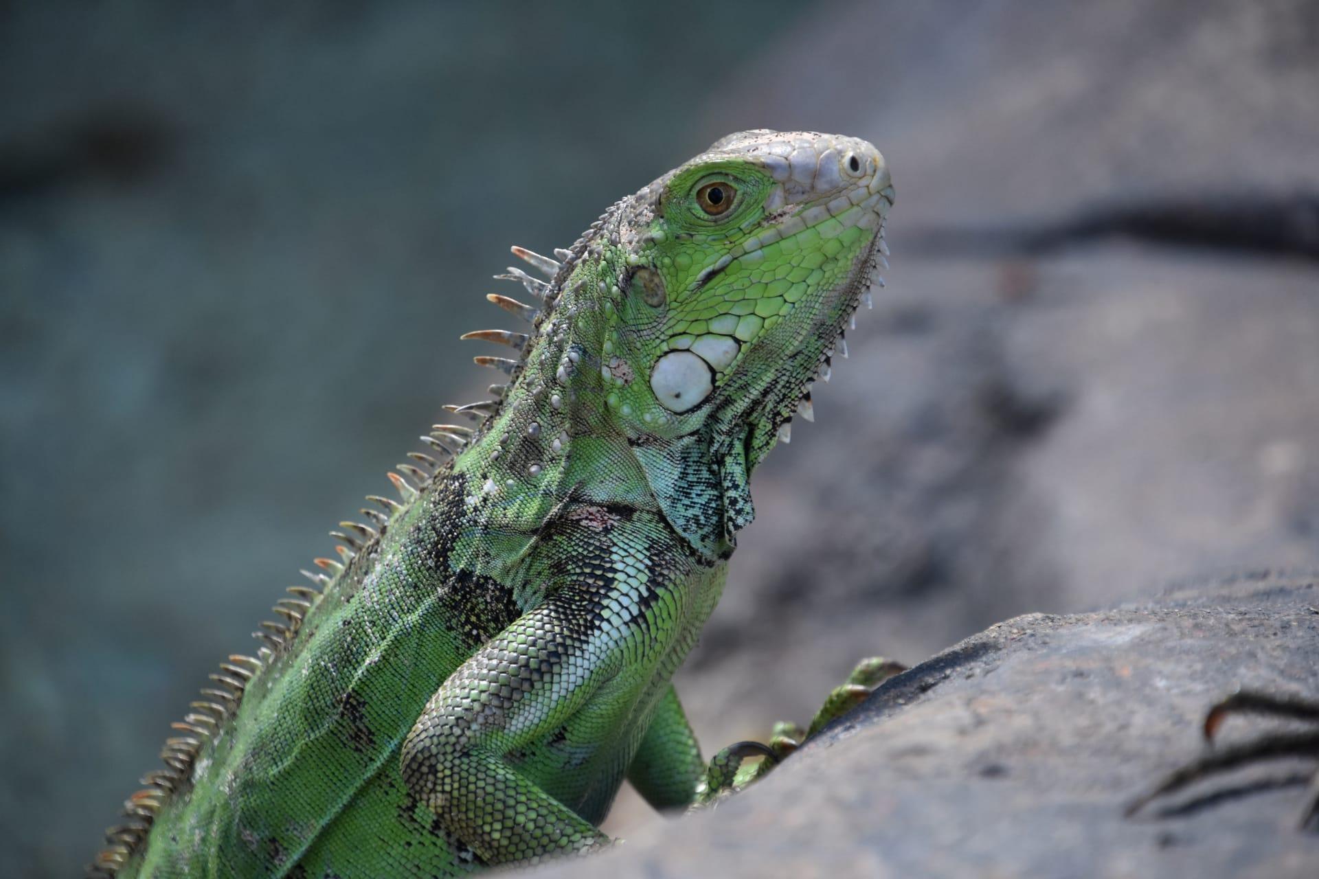 Green iguana pictures