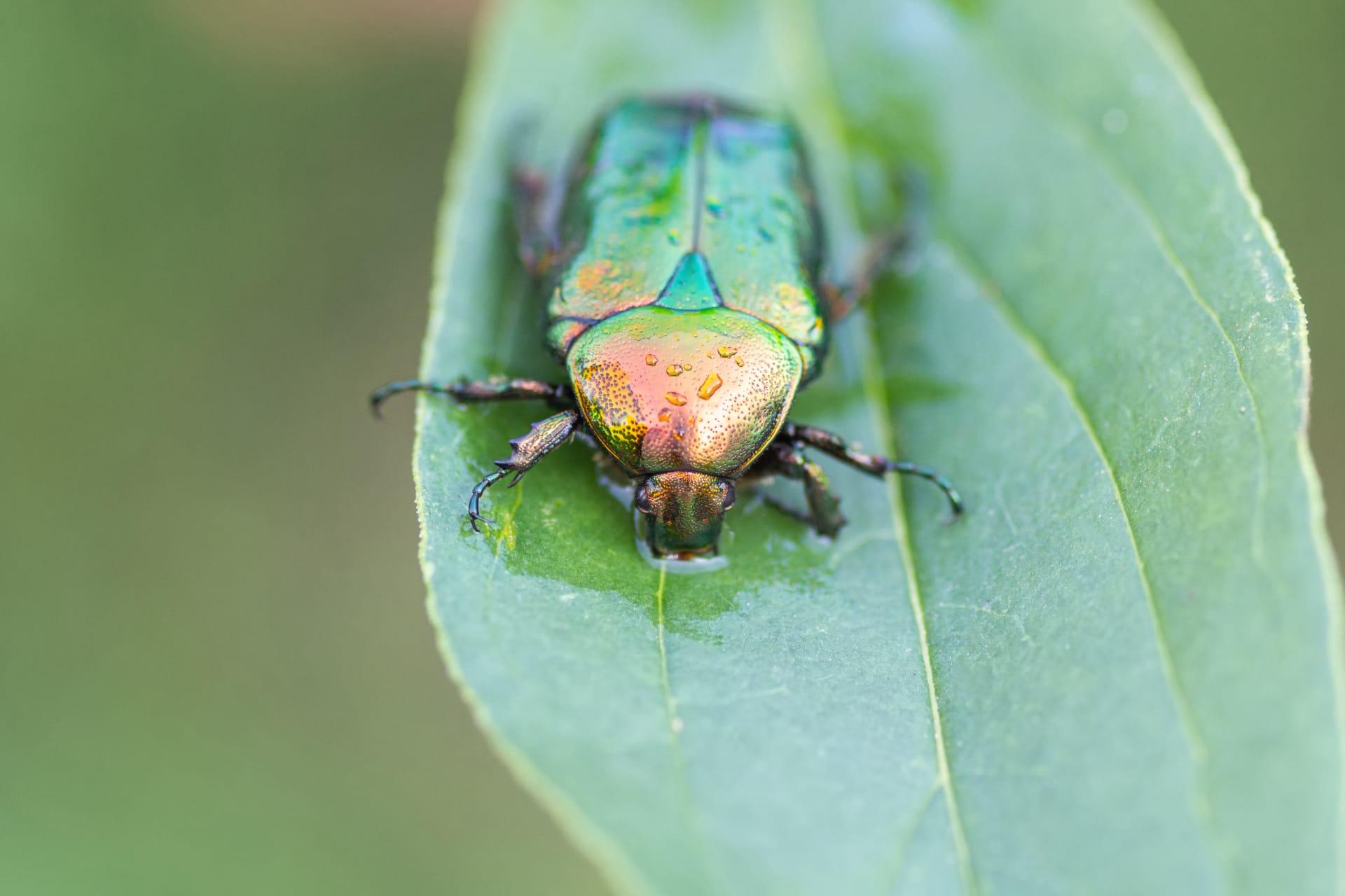 Green june beetle pictures