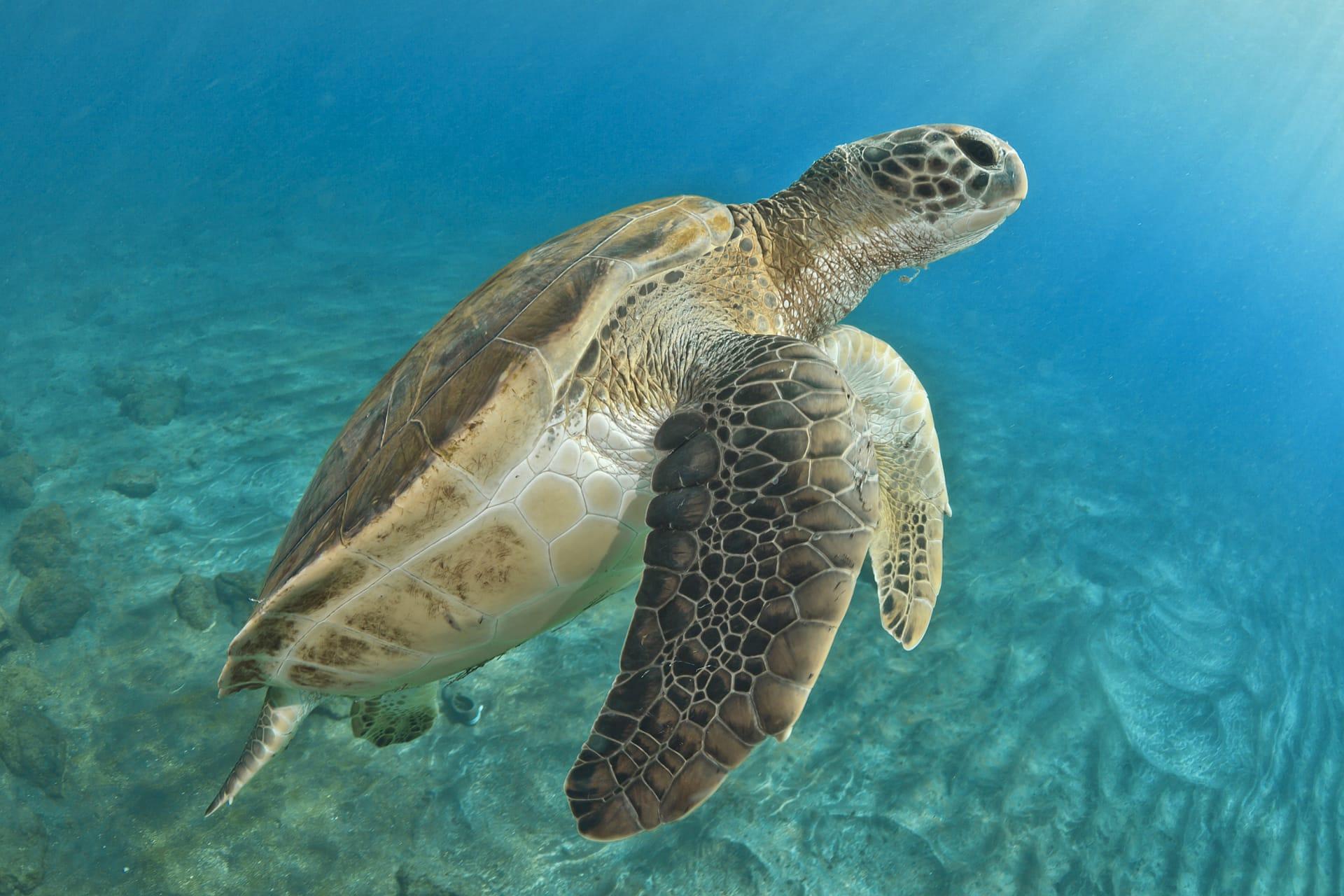 Green sea turtle pictures