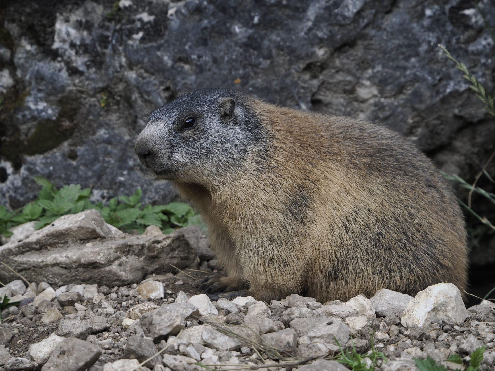 Groundhog pictures