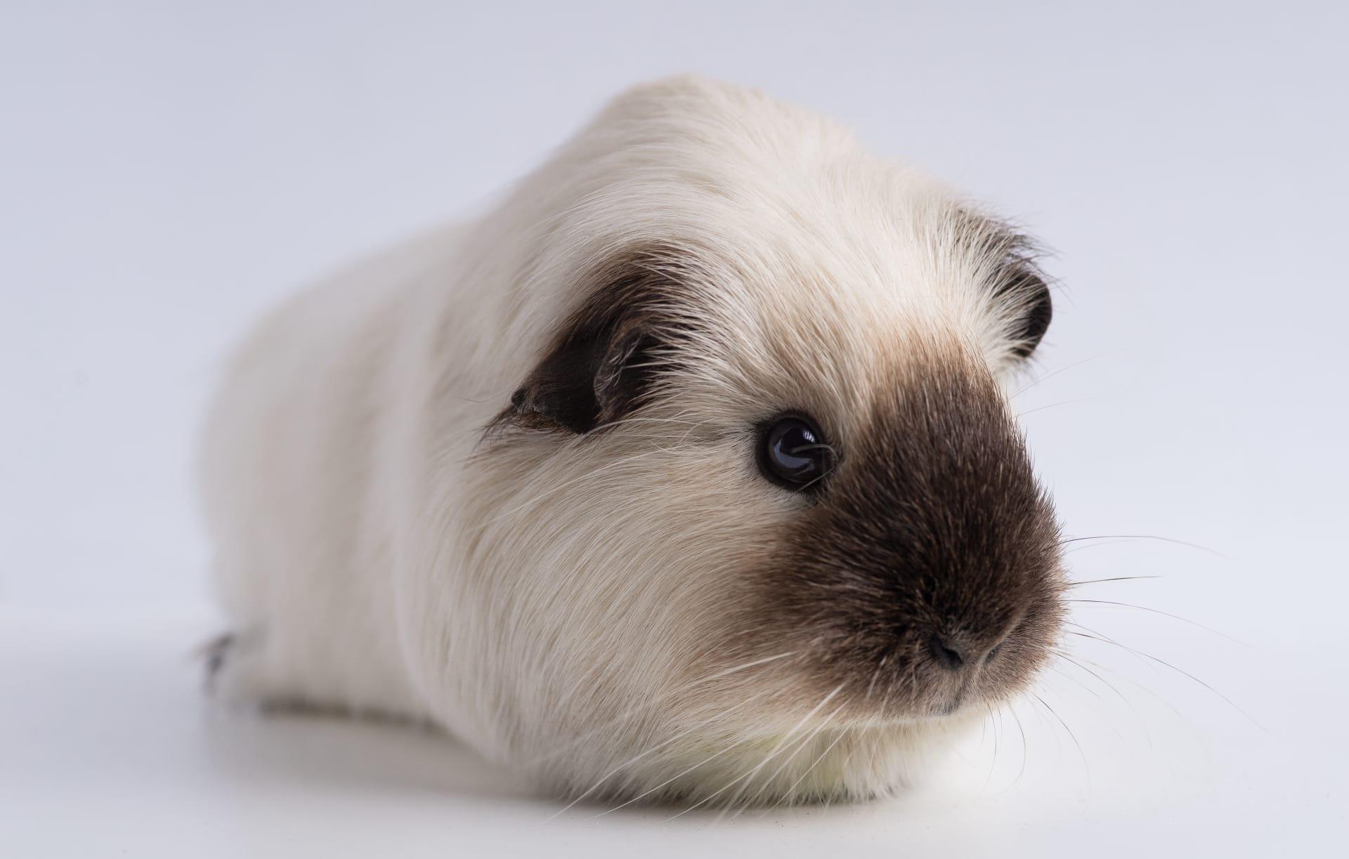 Guinea pig pictures