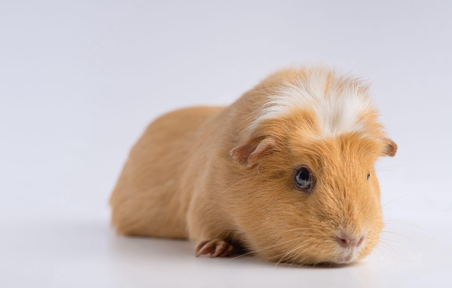 Guinea pig pictures
