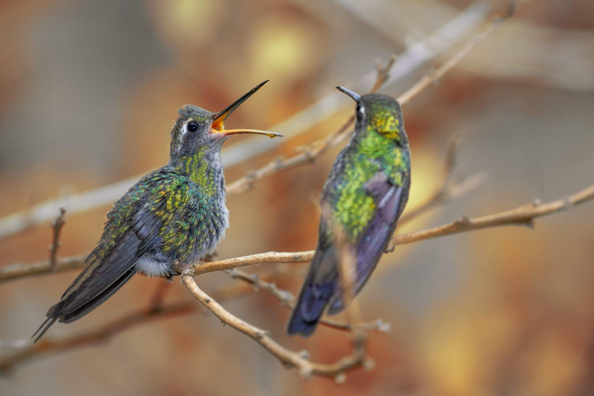 Hummingbird pictures
