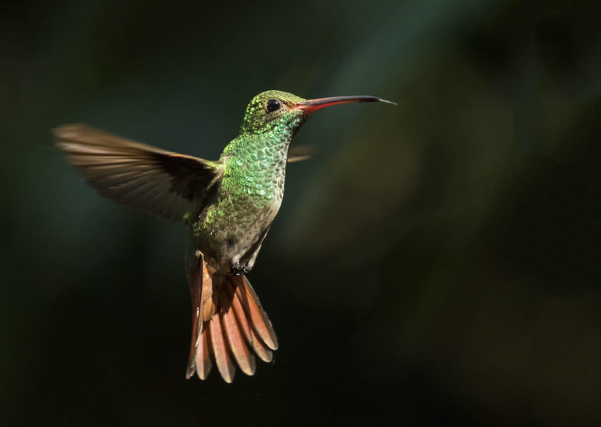 Hummingbird pictures