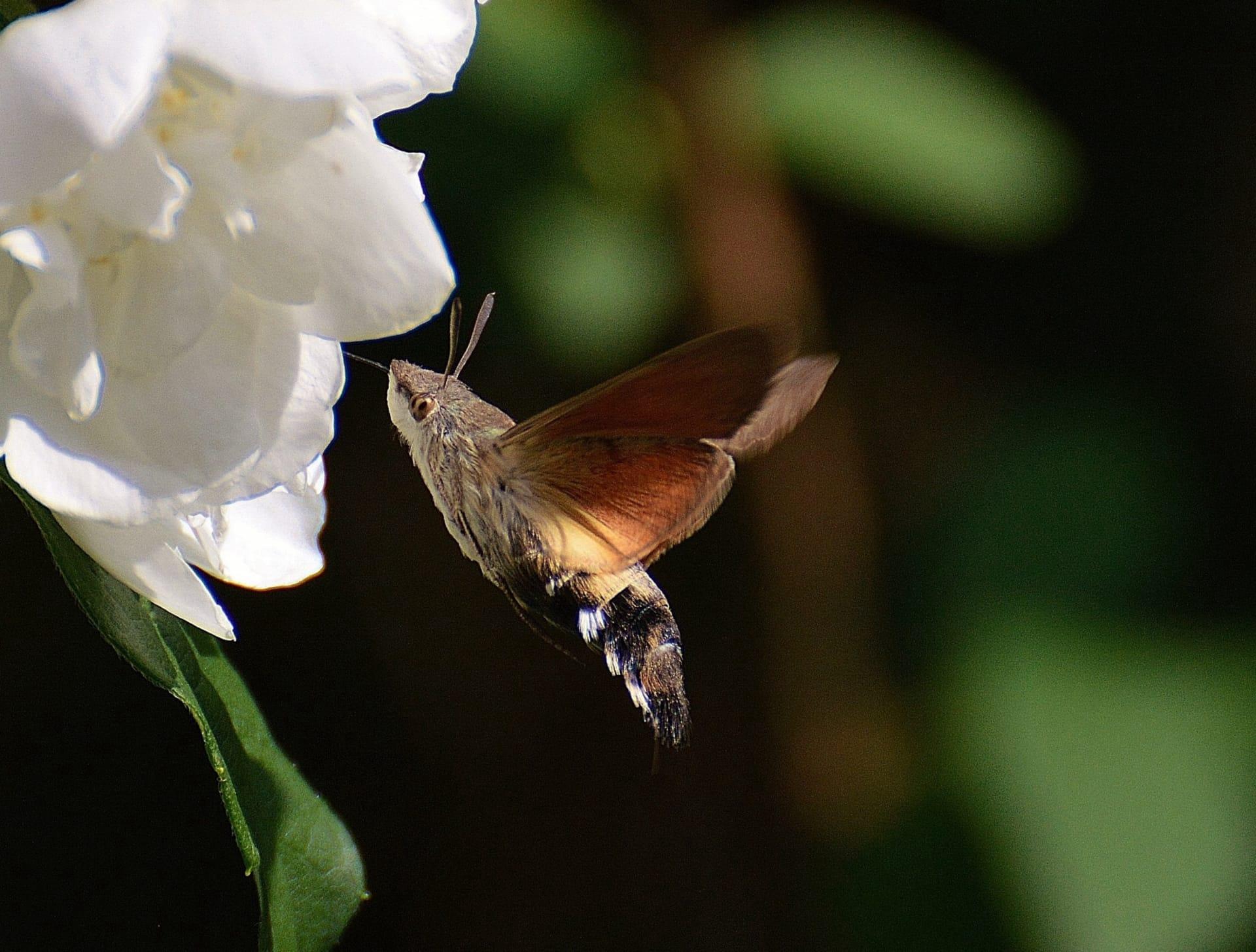 Hummingbird moth pictures