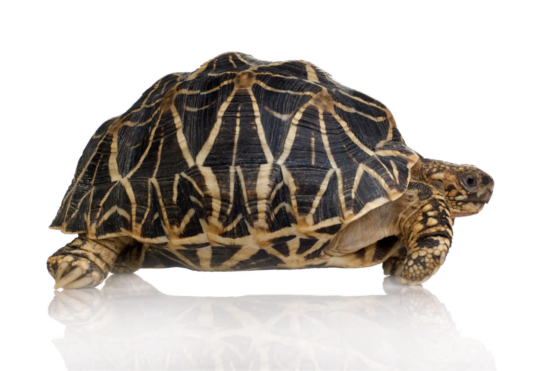 Indian star tortoise pictures