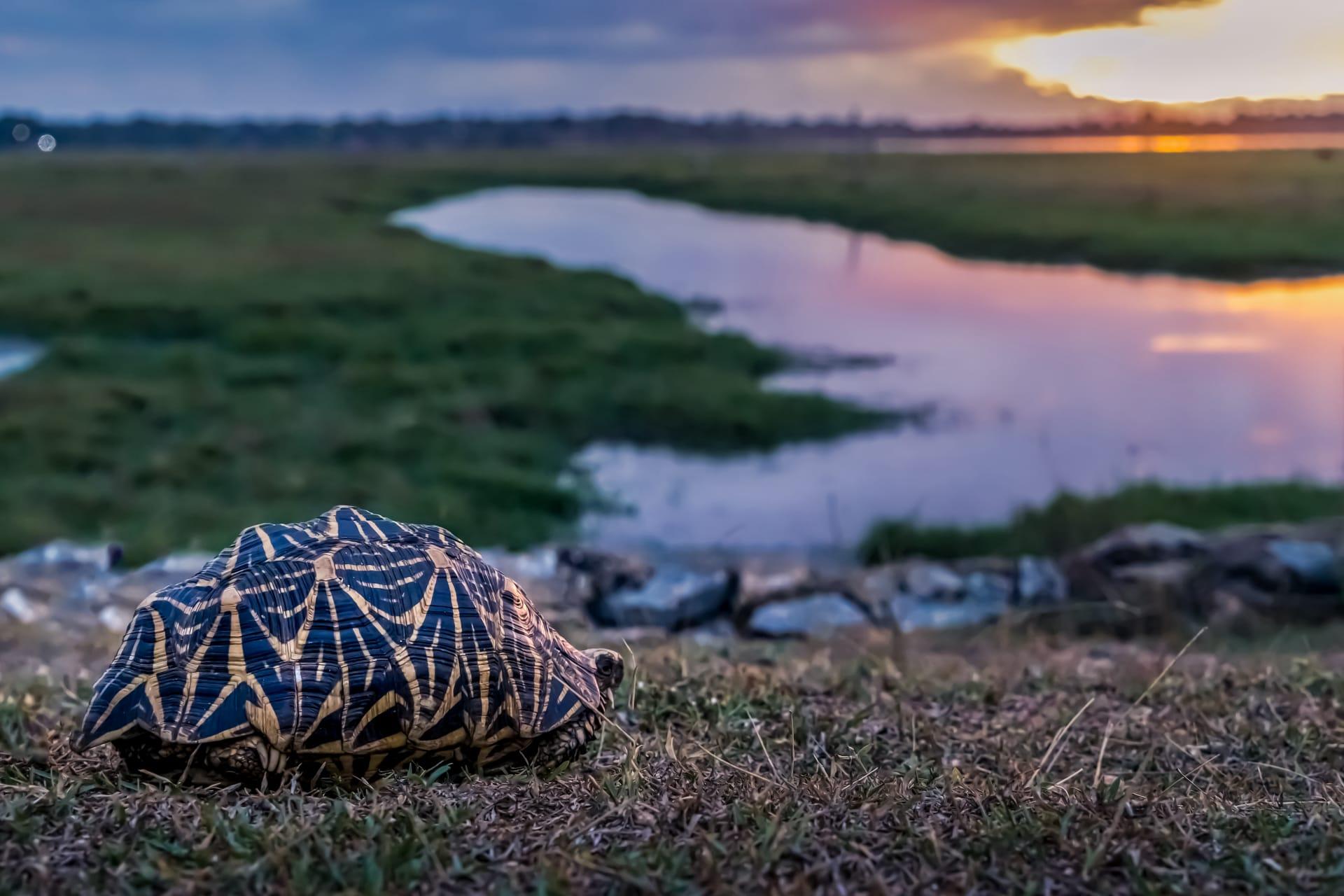 Indian star tortoise pictures