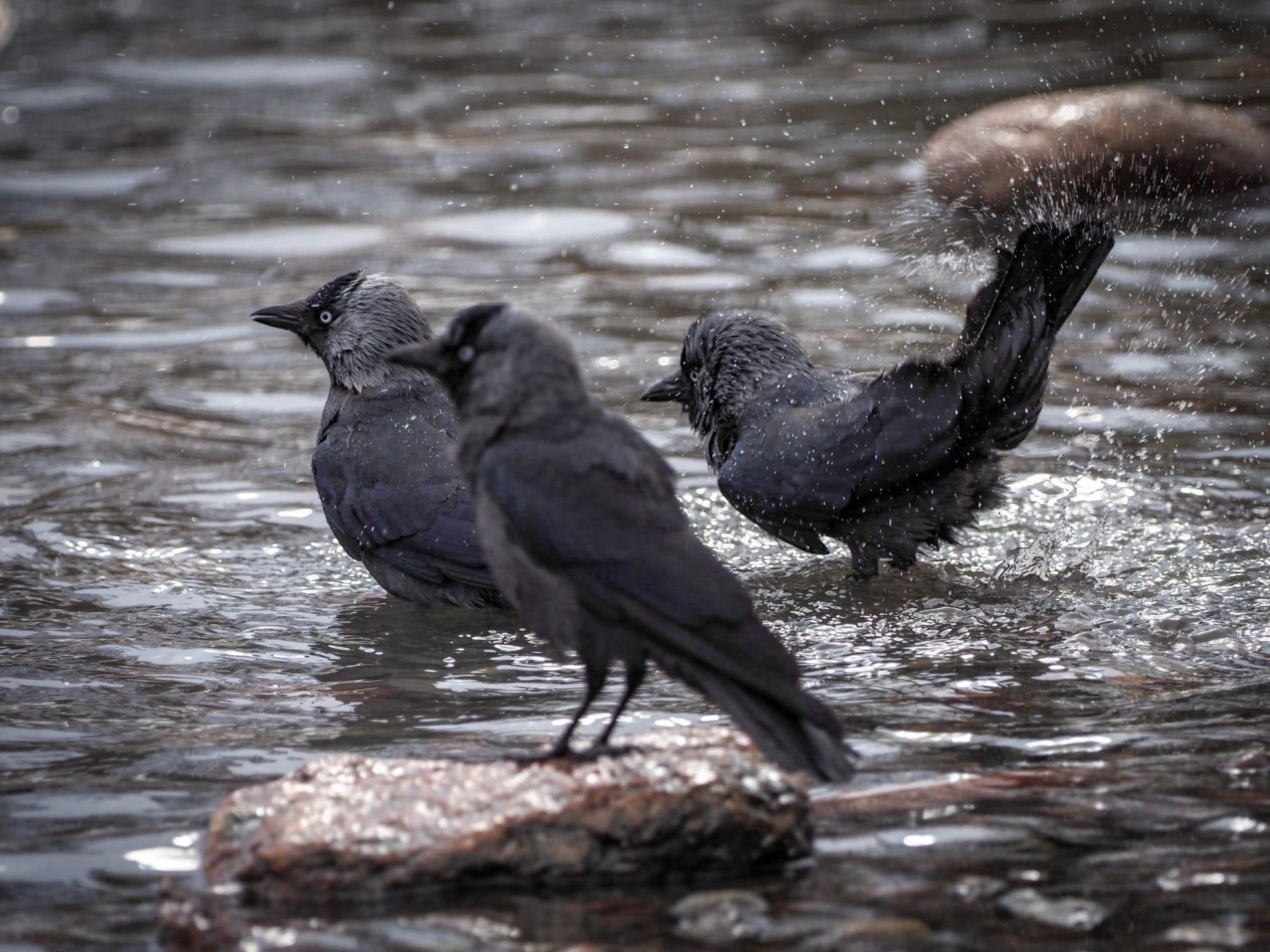 Jackdaw pictures