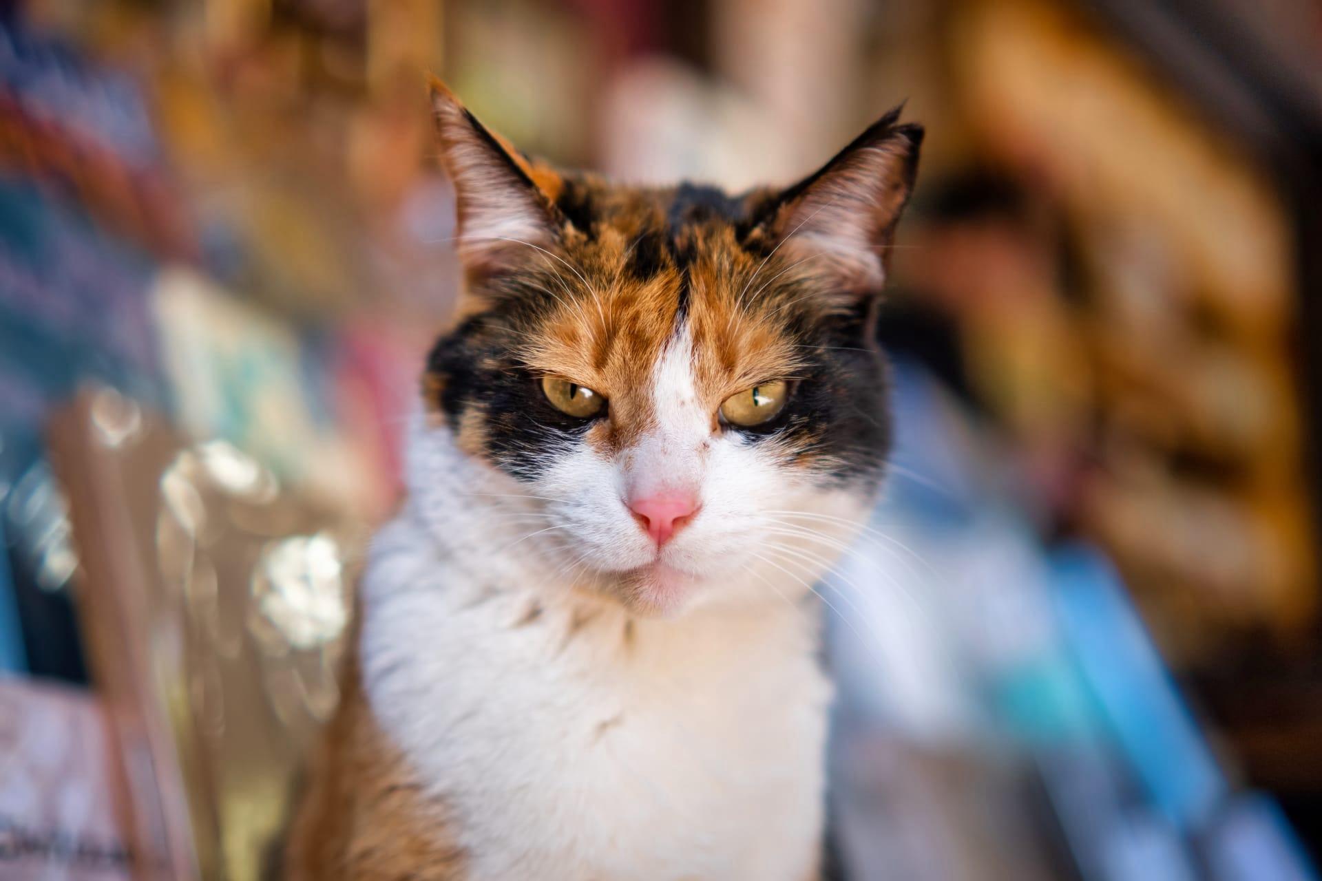 Japanese bobtail cat pictures