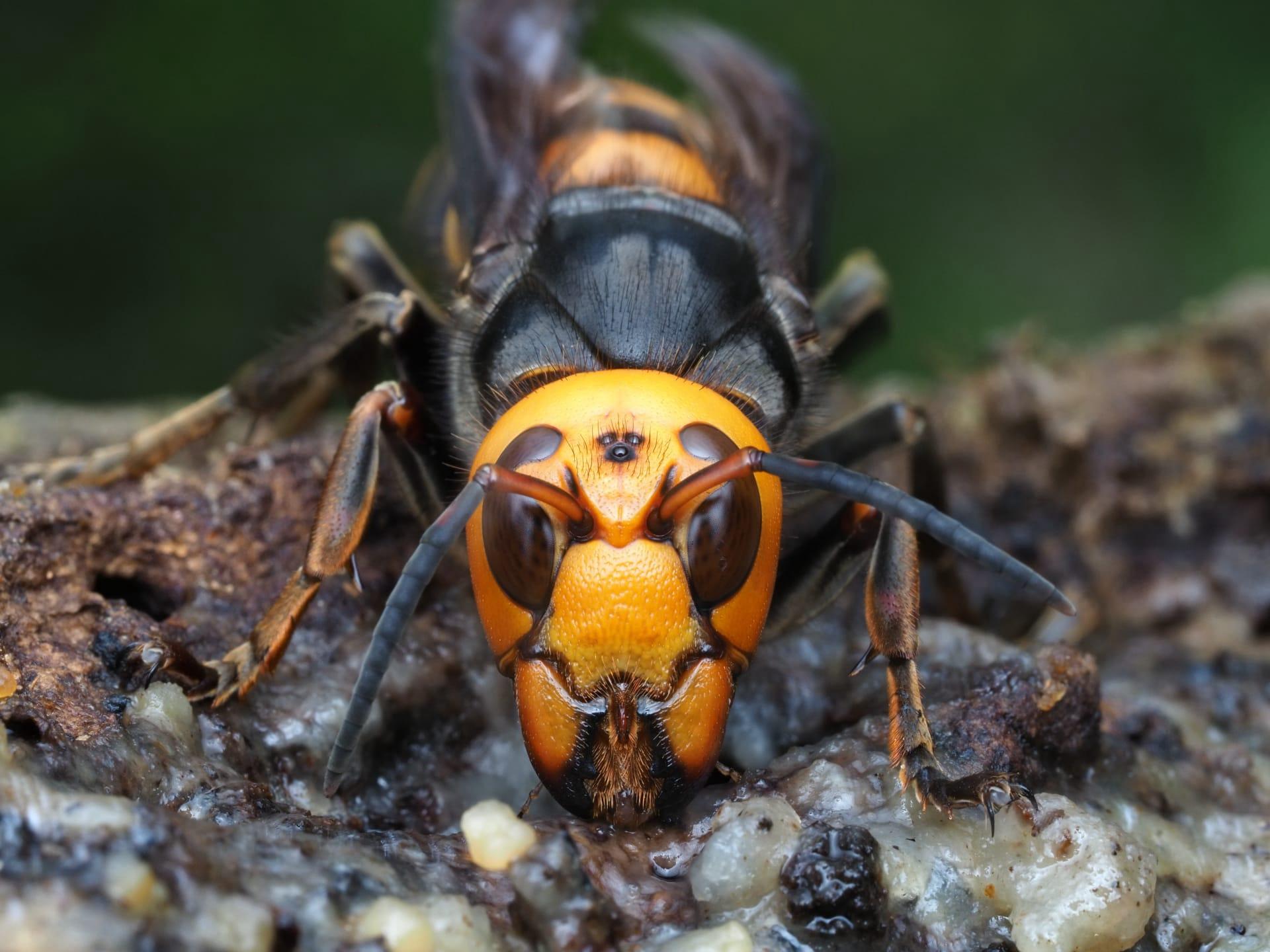 Japanese hornet pictures