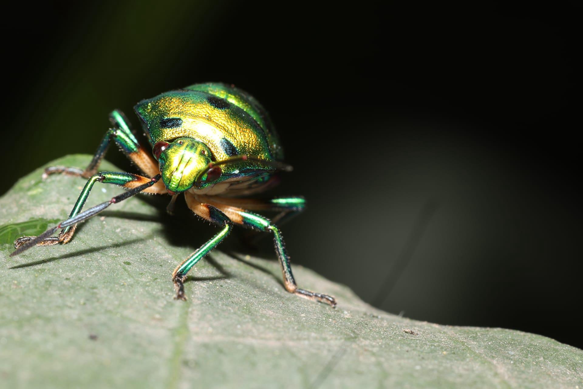 Jewel beetle pictures