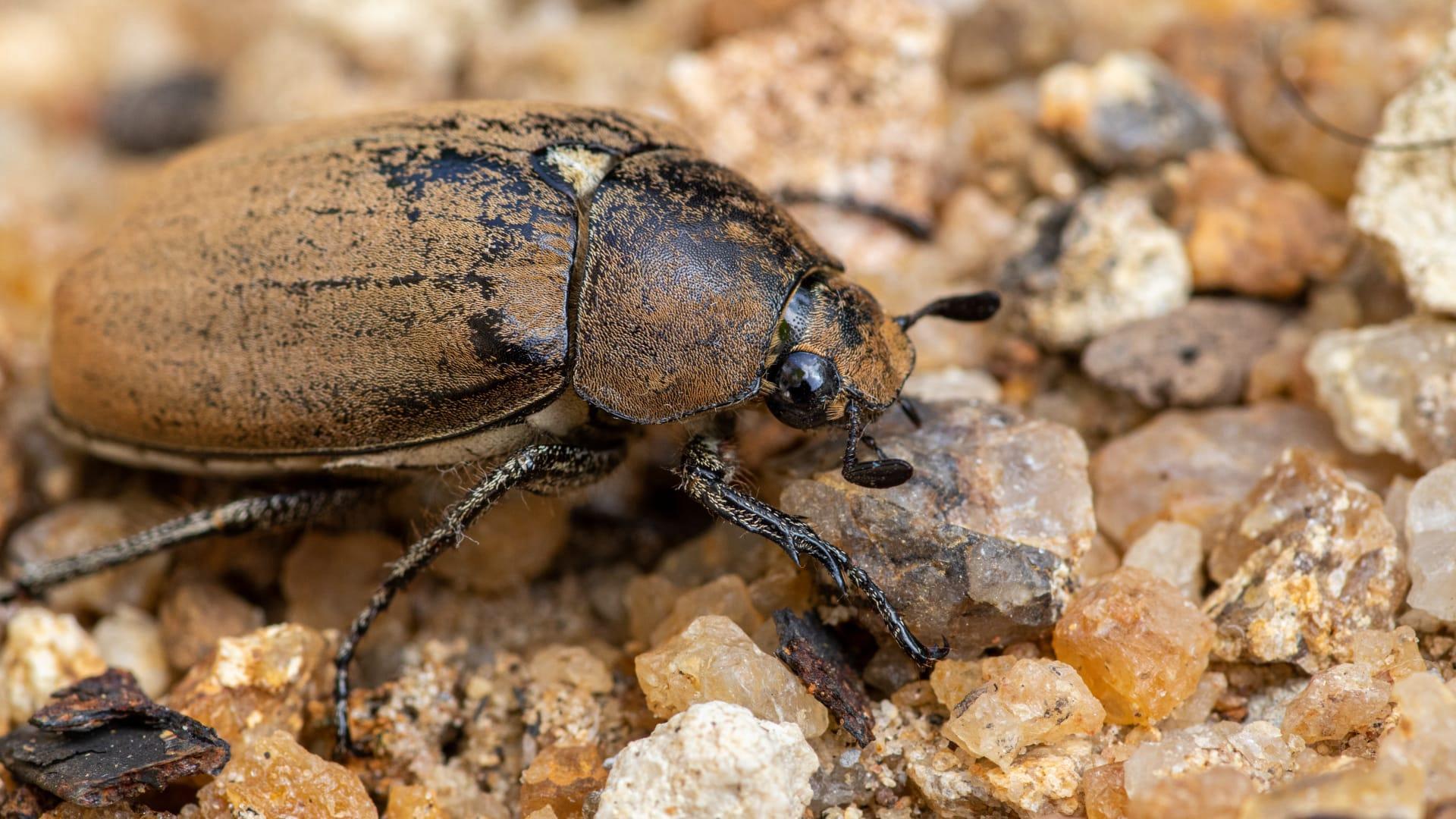 June beetle pictures