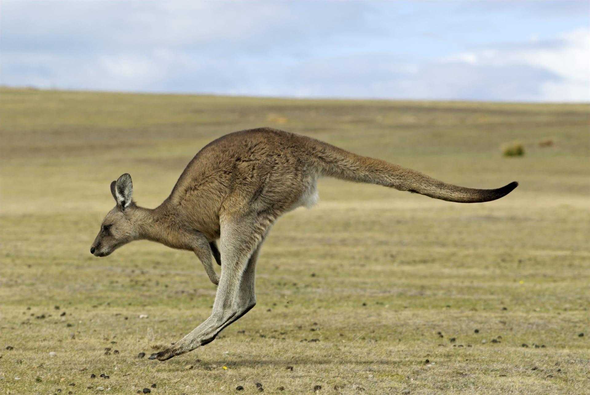 Kangaroo pictures