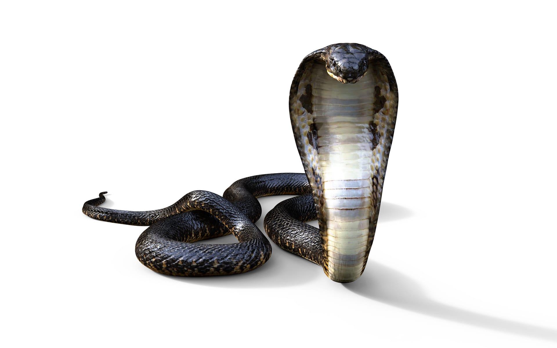King cobra pictures
