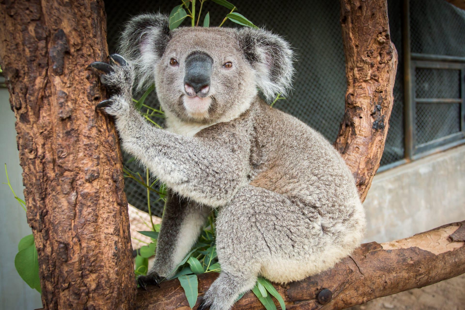 Koala pictures