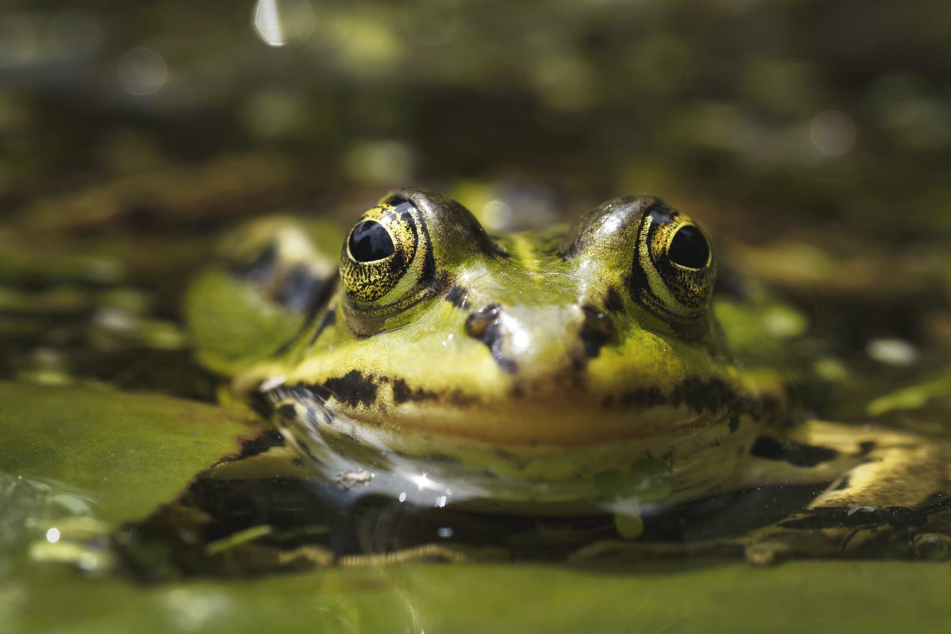 Leopard frog pictures