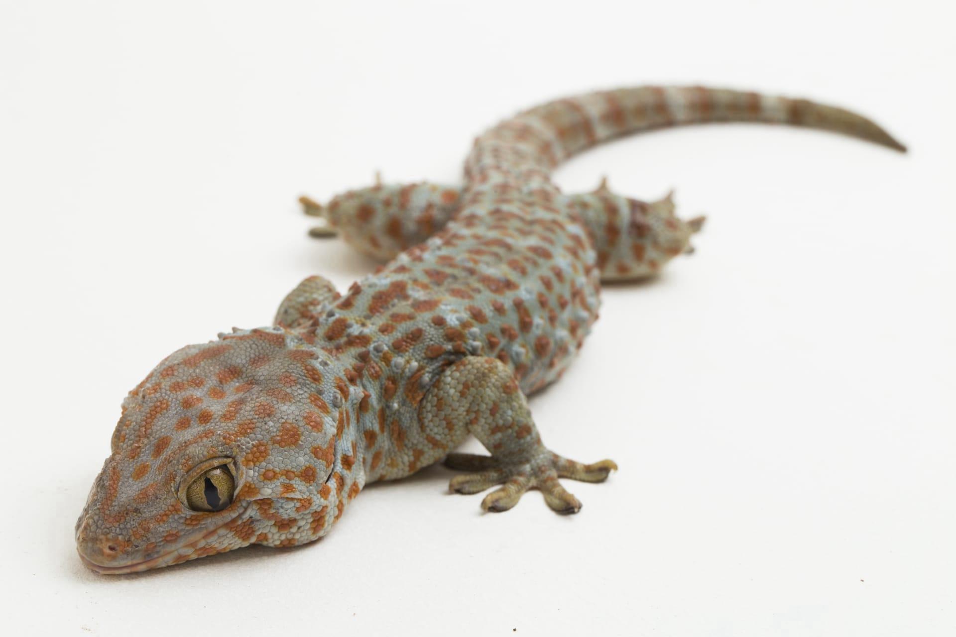 Leopard gecko pictures