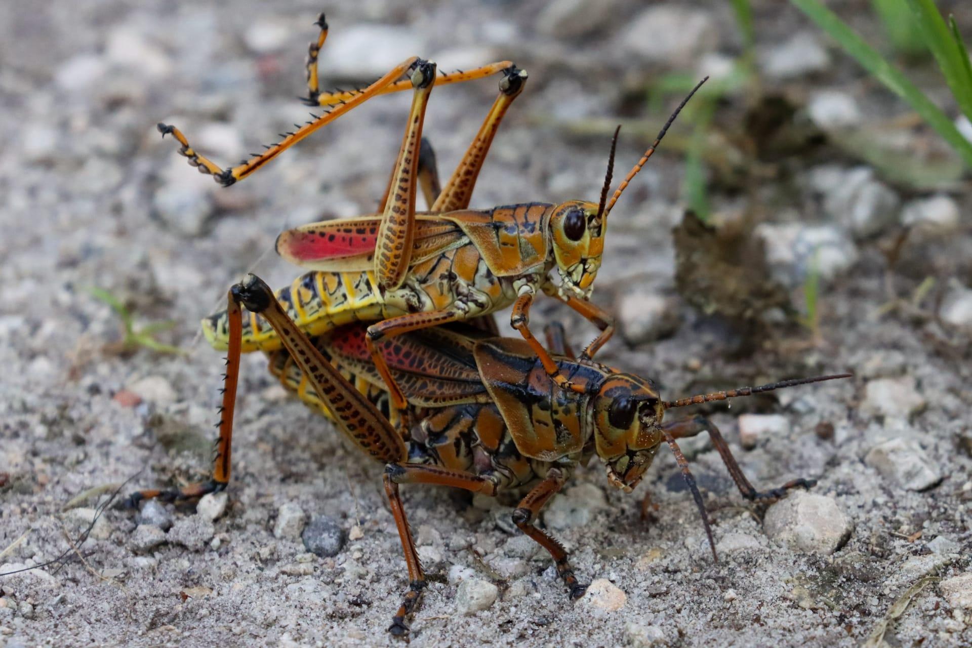 Lubber grasshopper pictures
