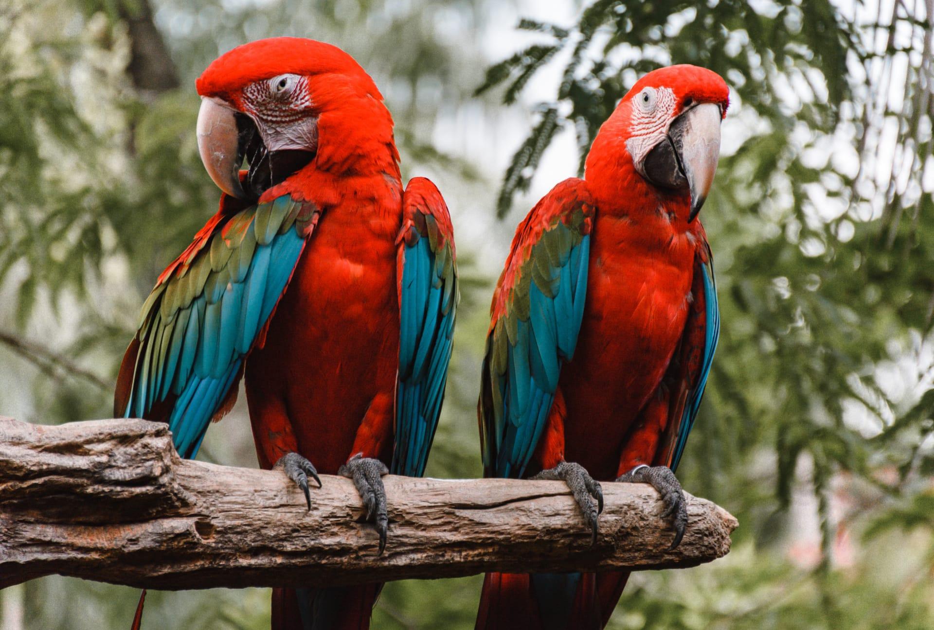 Macaw pictures