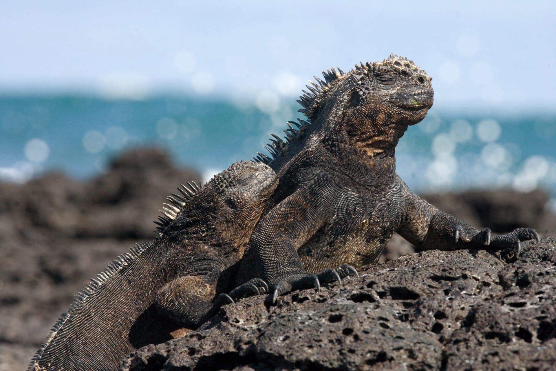 Marine iguana pictures