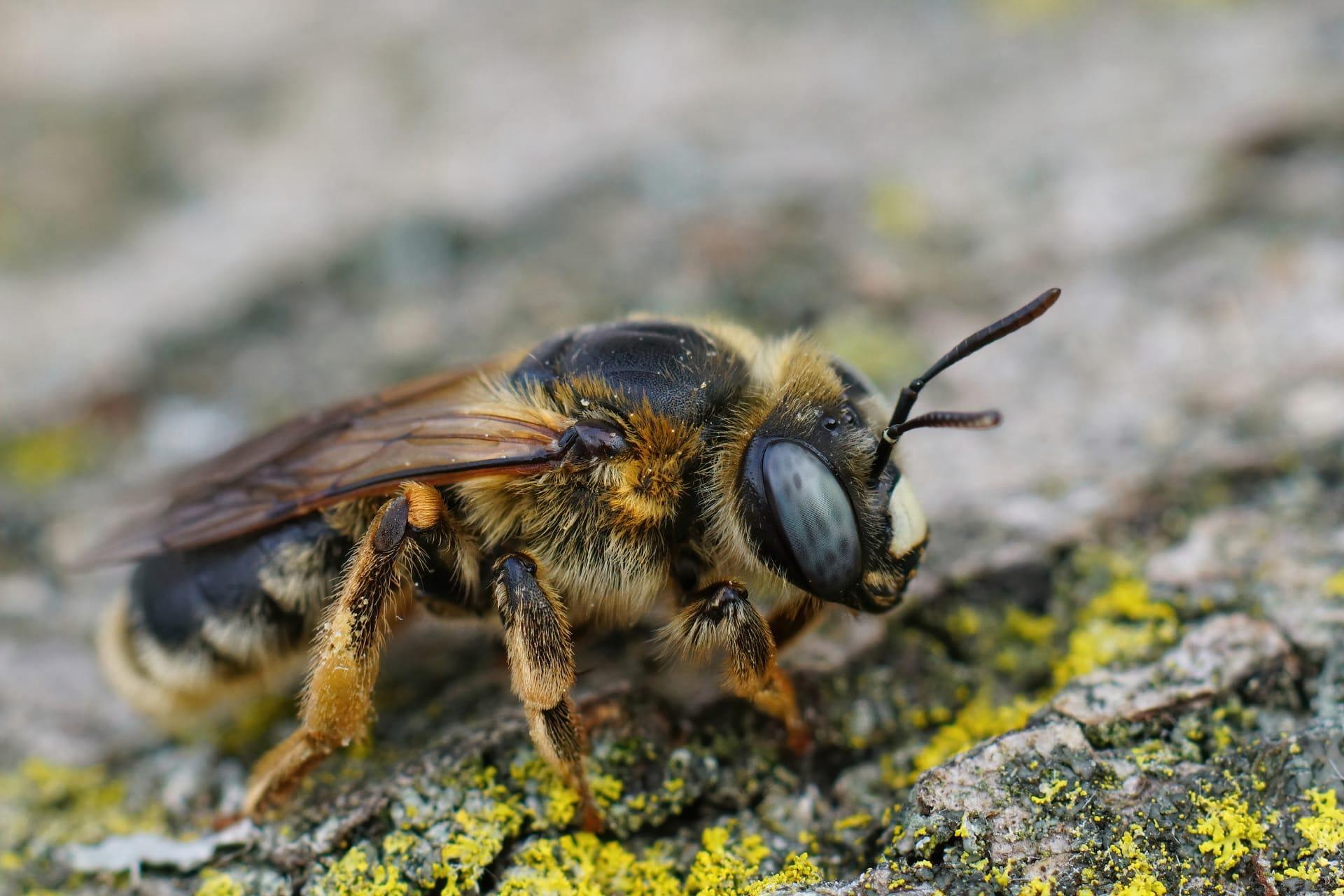 Mason bee pictures