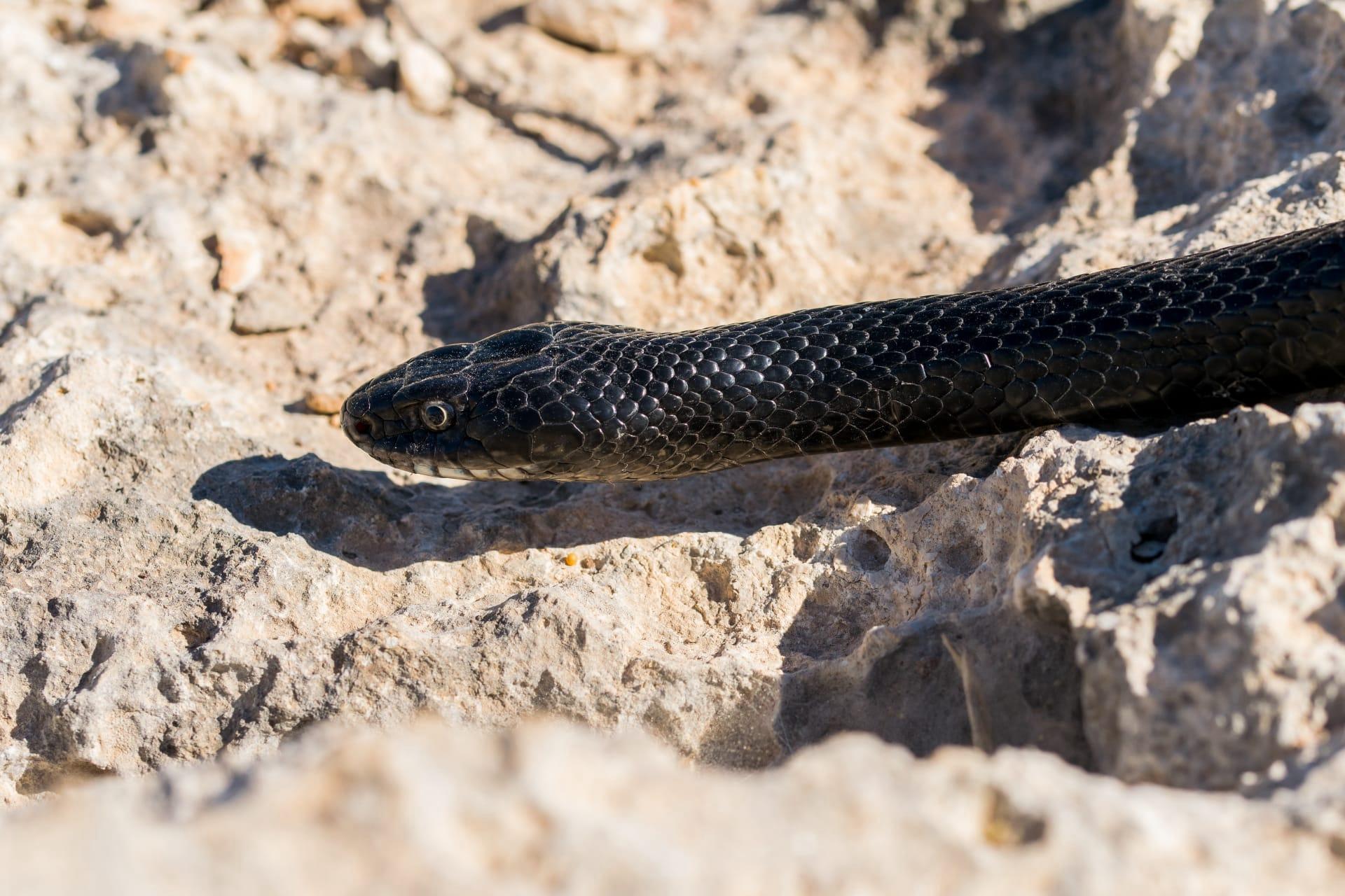 Mexican black kingsnake pictures