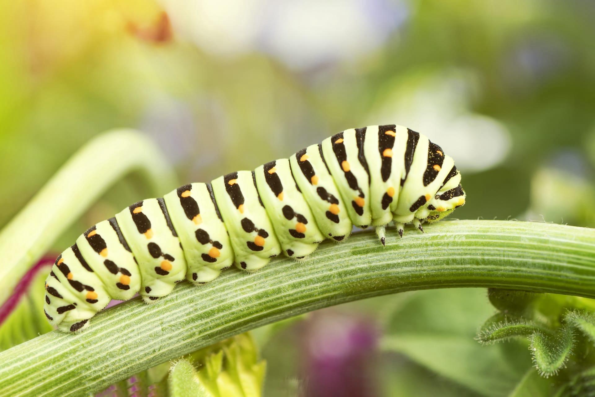 Monarch butterfly caterpillar pictures