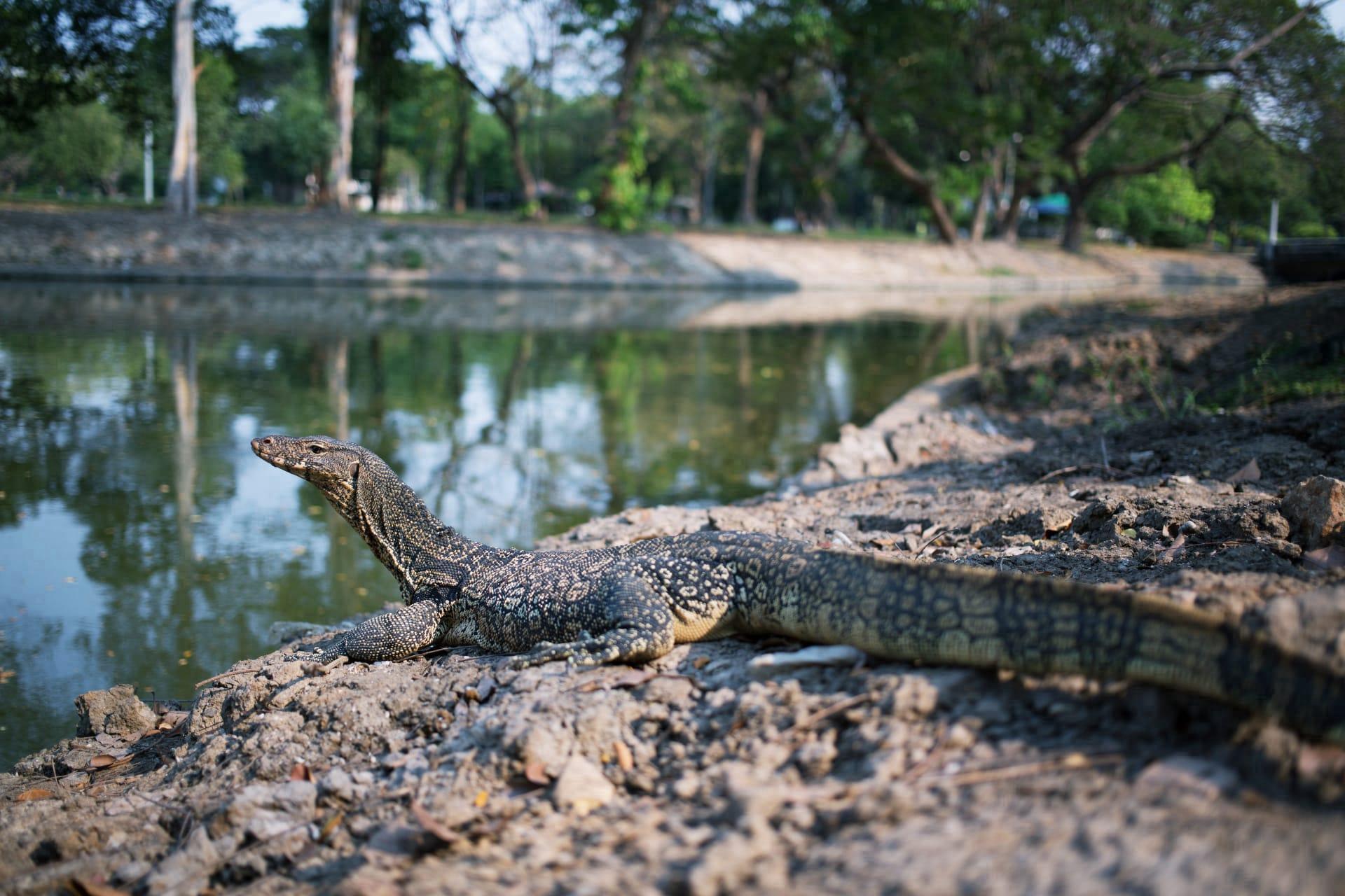Monitor lizard pictures