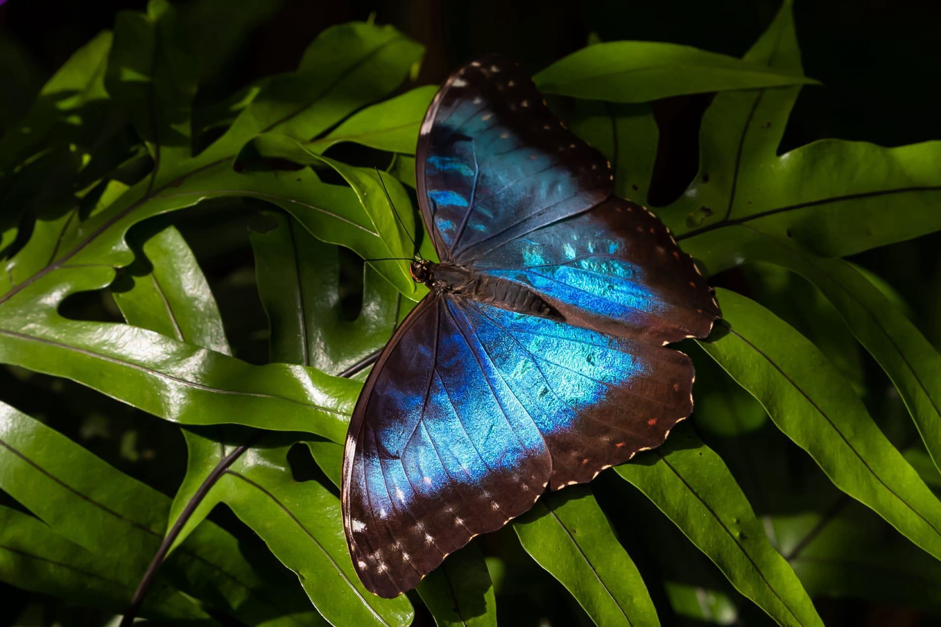 Morpho butterfly pictures