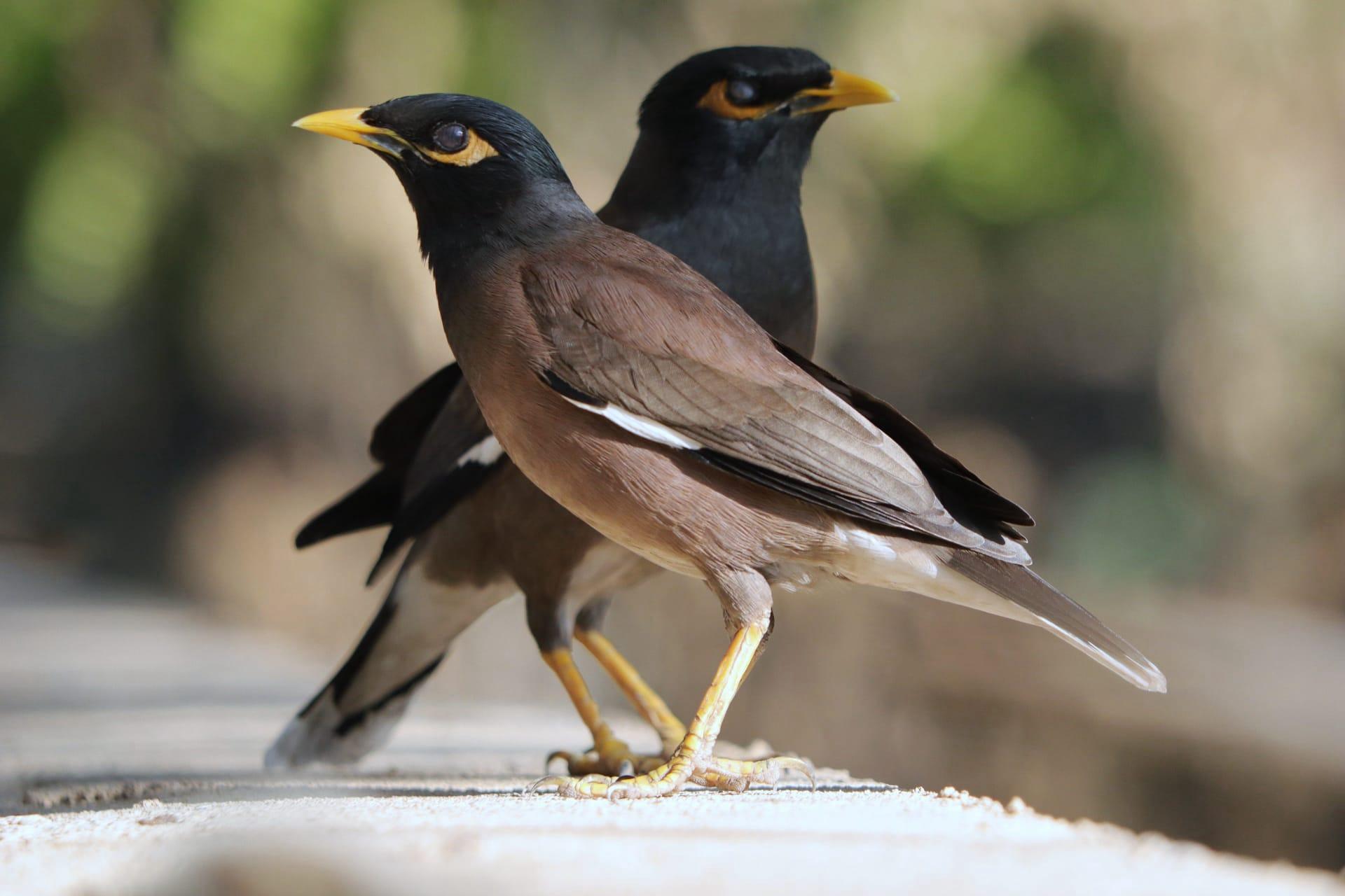 Myna pictures