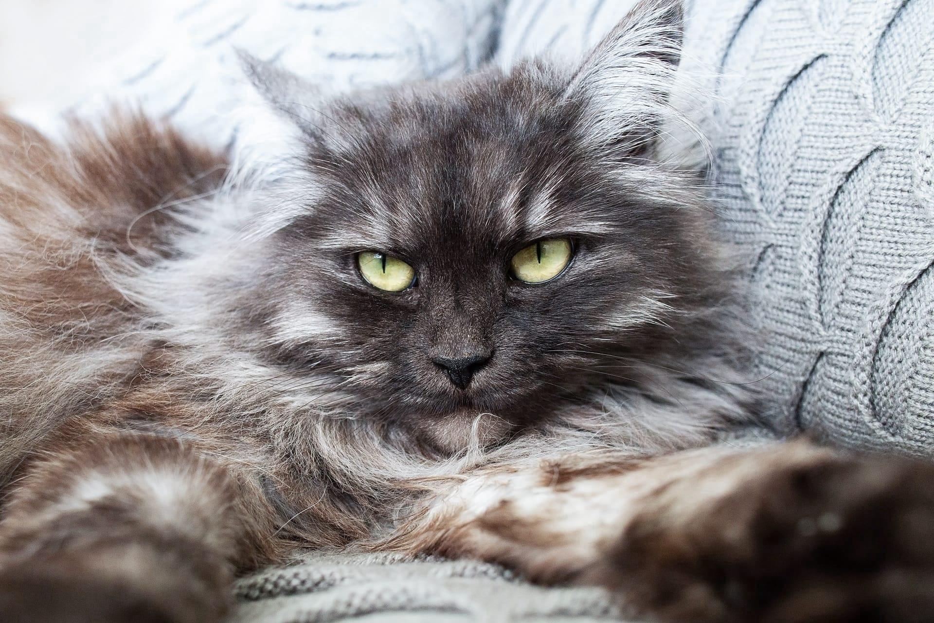 Nebelung cat pictures