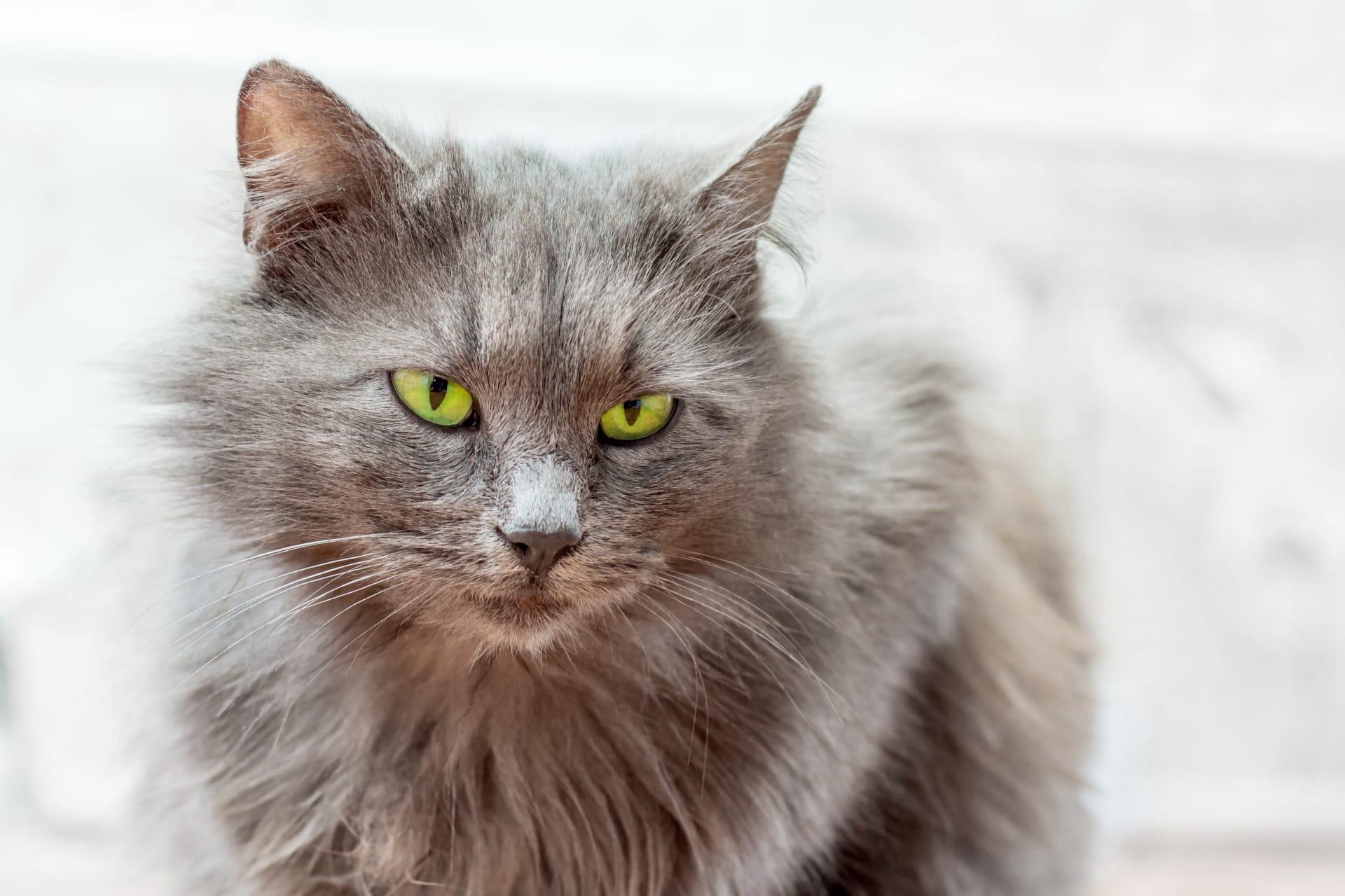 Nebelung cat pictures