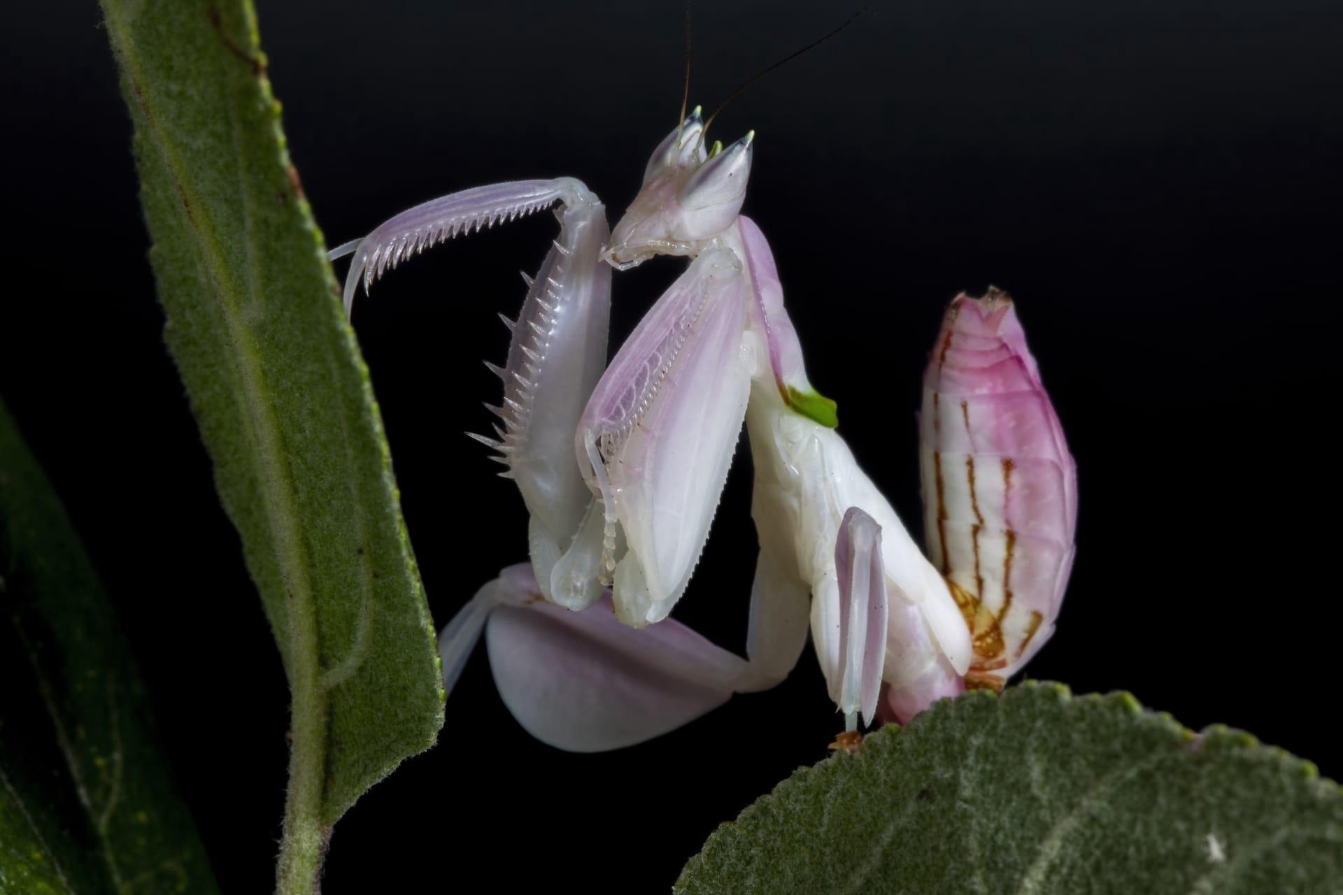 Orchid mantis pictures