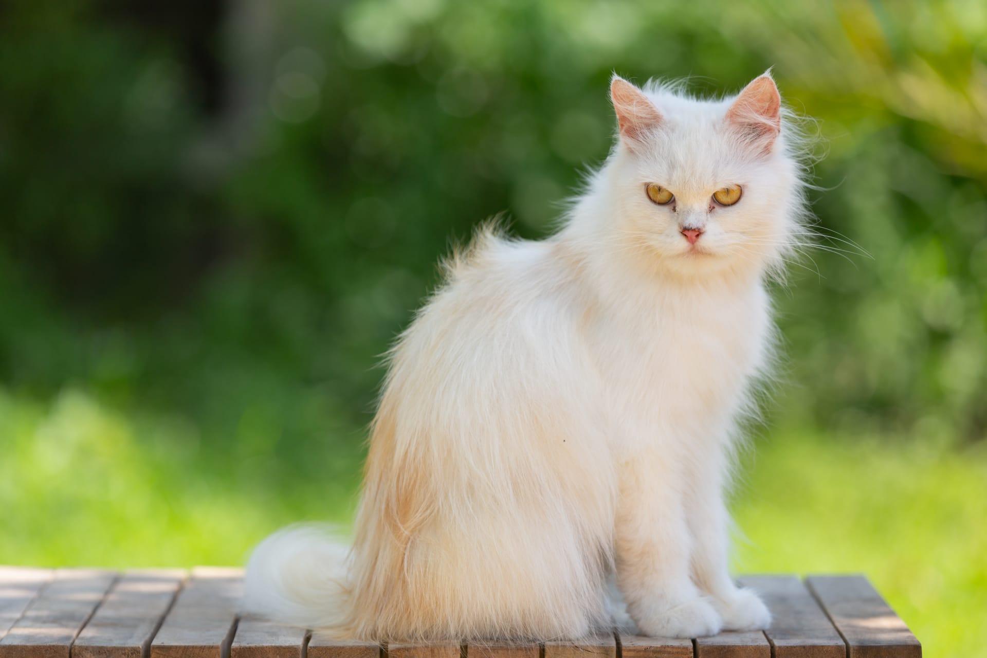 Oriental longhair cat pictures