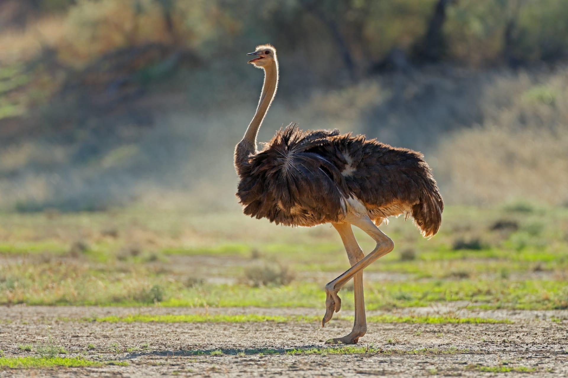 Ostrich pictures