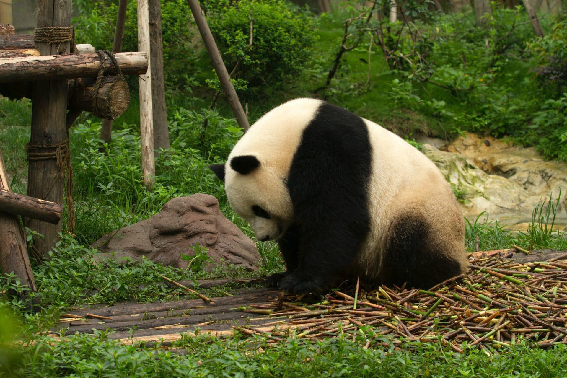 Panda pictures