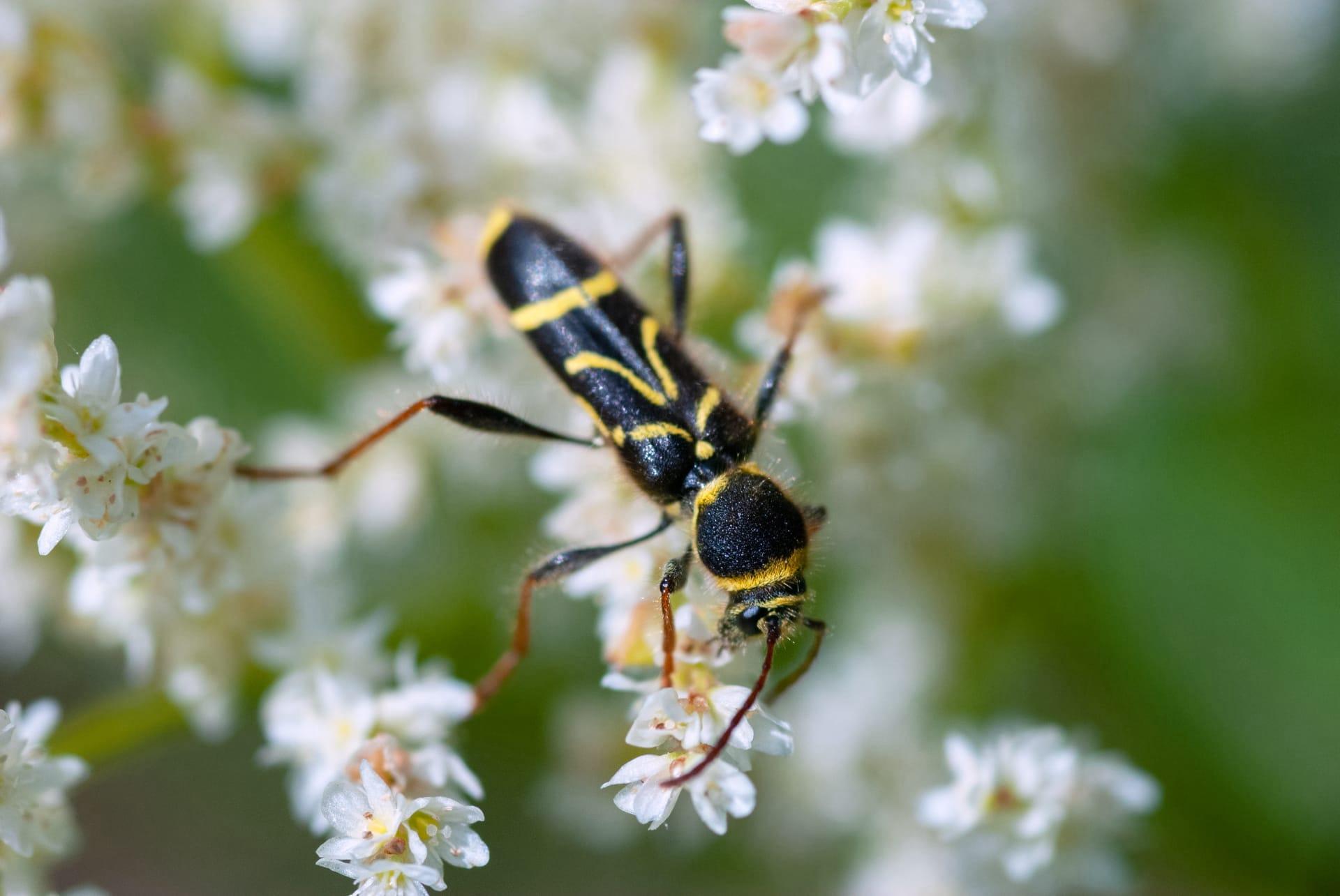 Parasitic wasp pictures