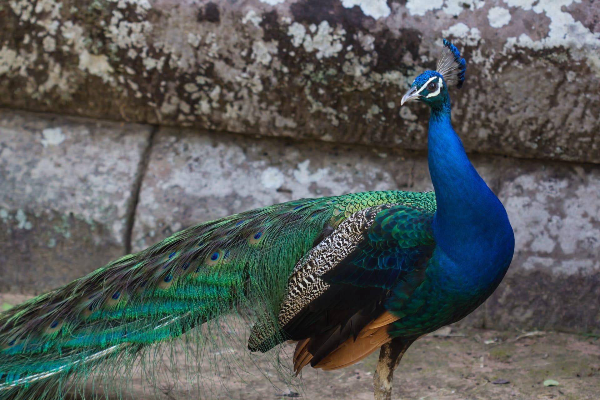 Peacock pictures